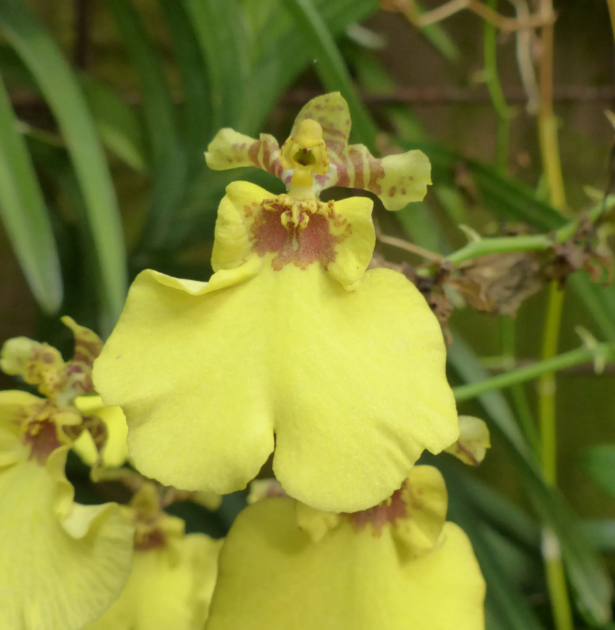 Oncidio (orchidea)