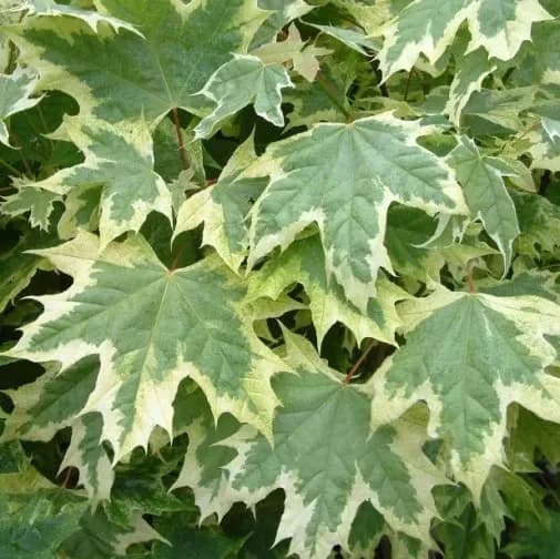 Acero riccio variegato / Acero di norvegia