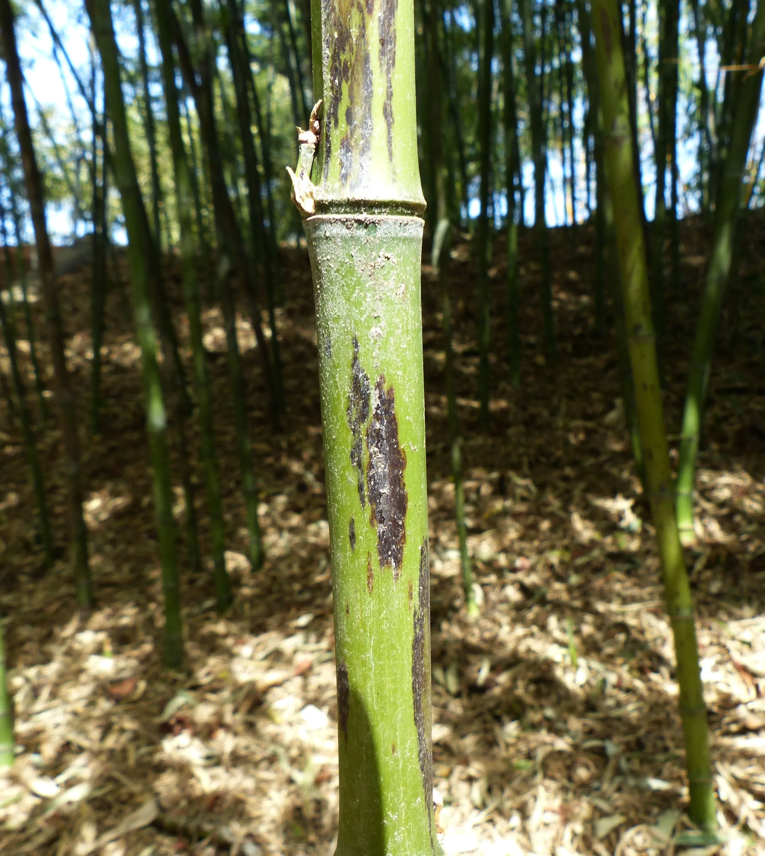 Bamboo Phyllostachys