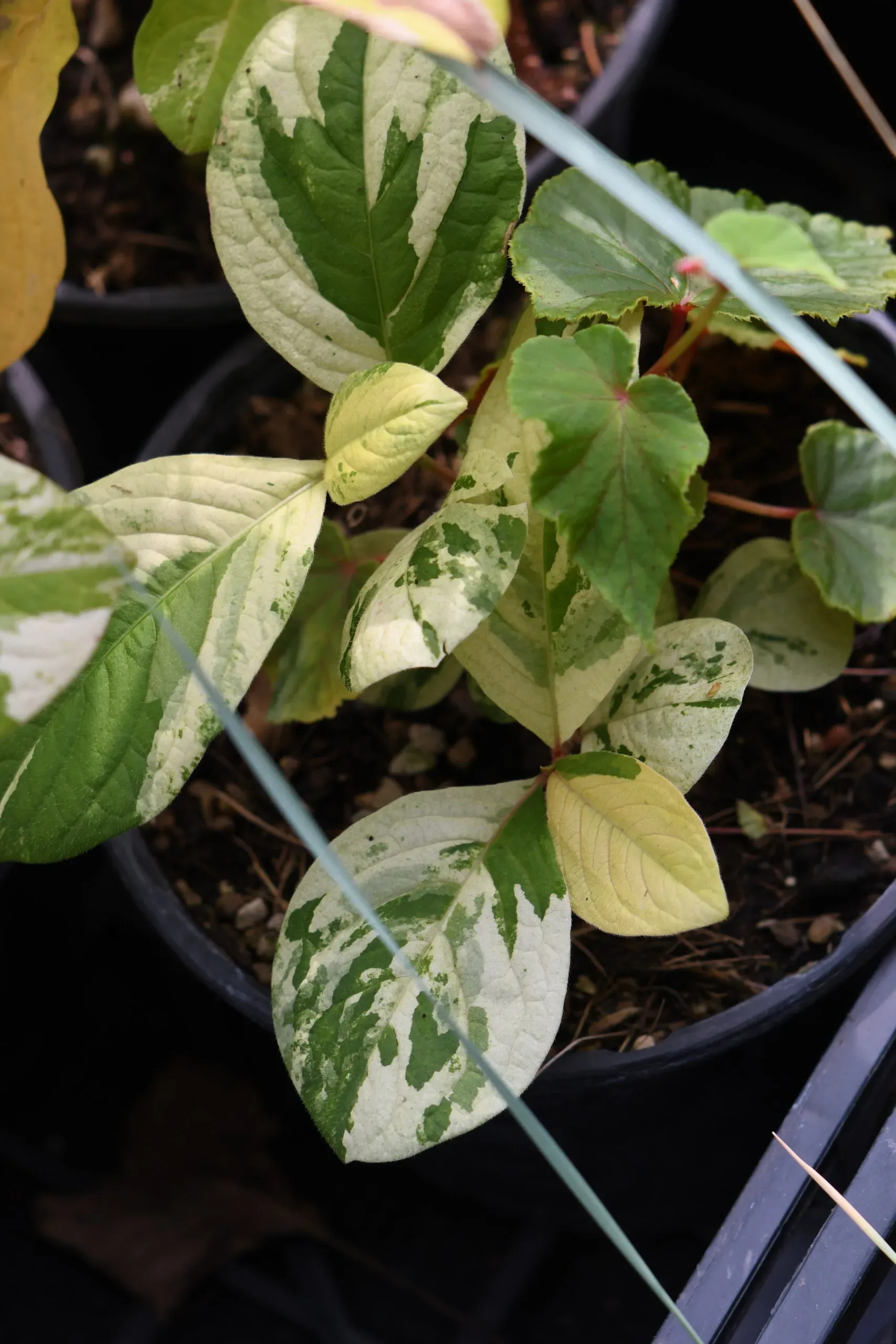 Poligono di Virginia