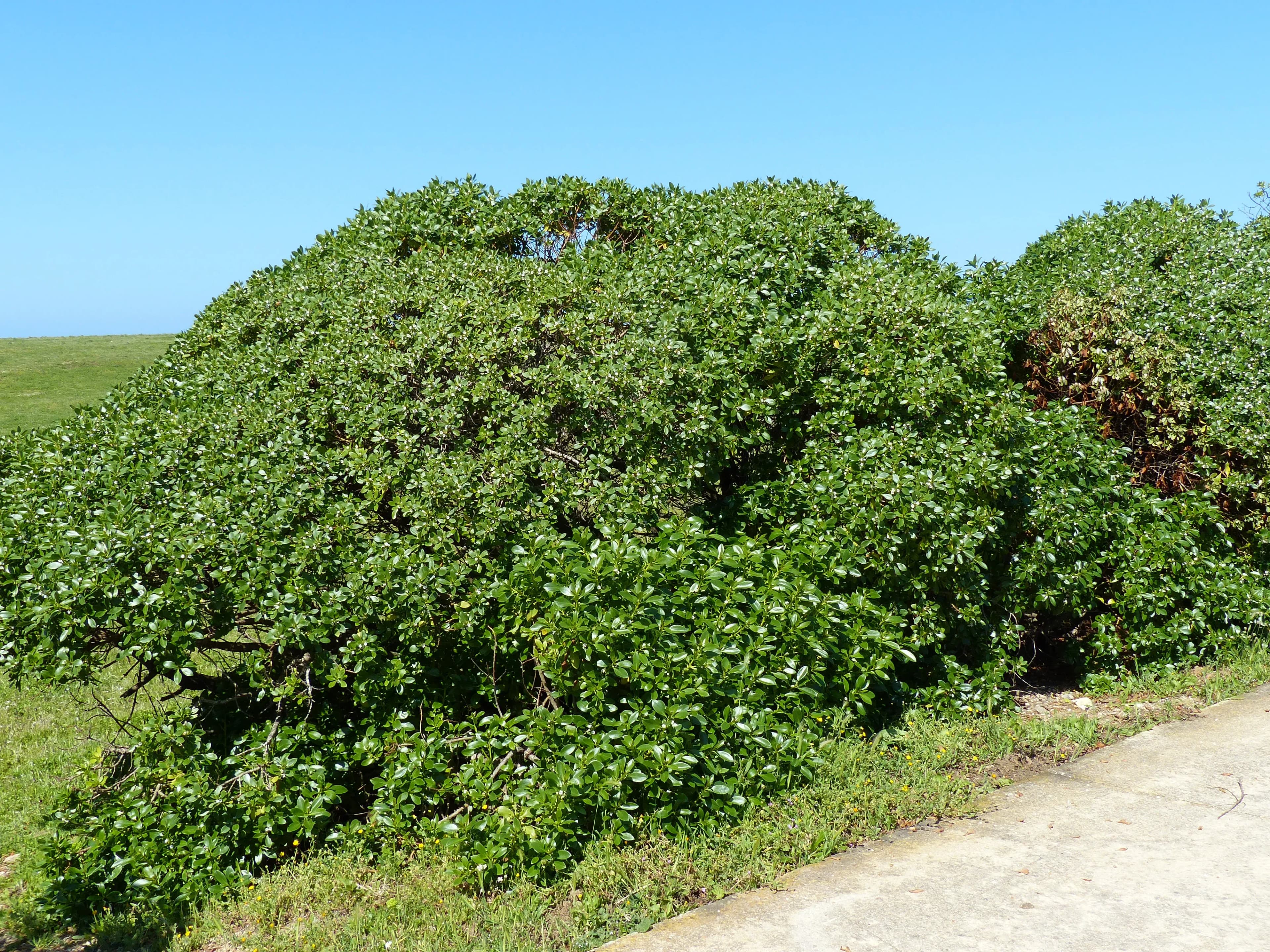 Myoporum