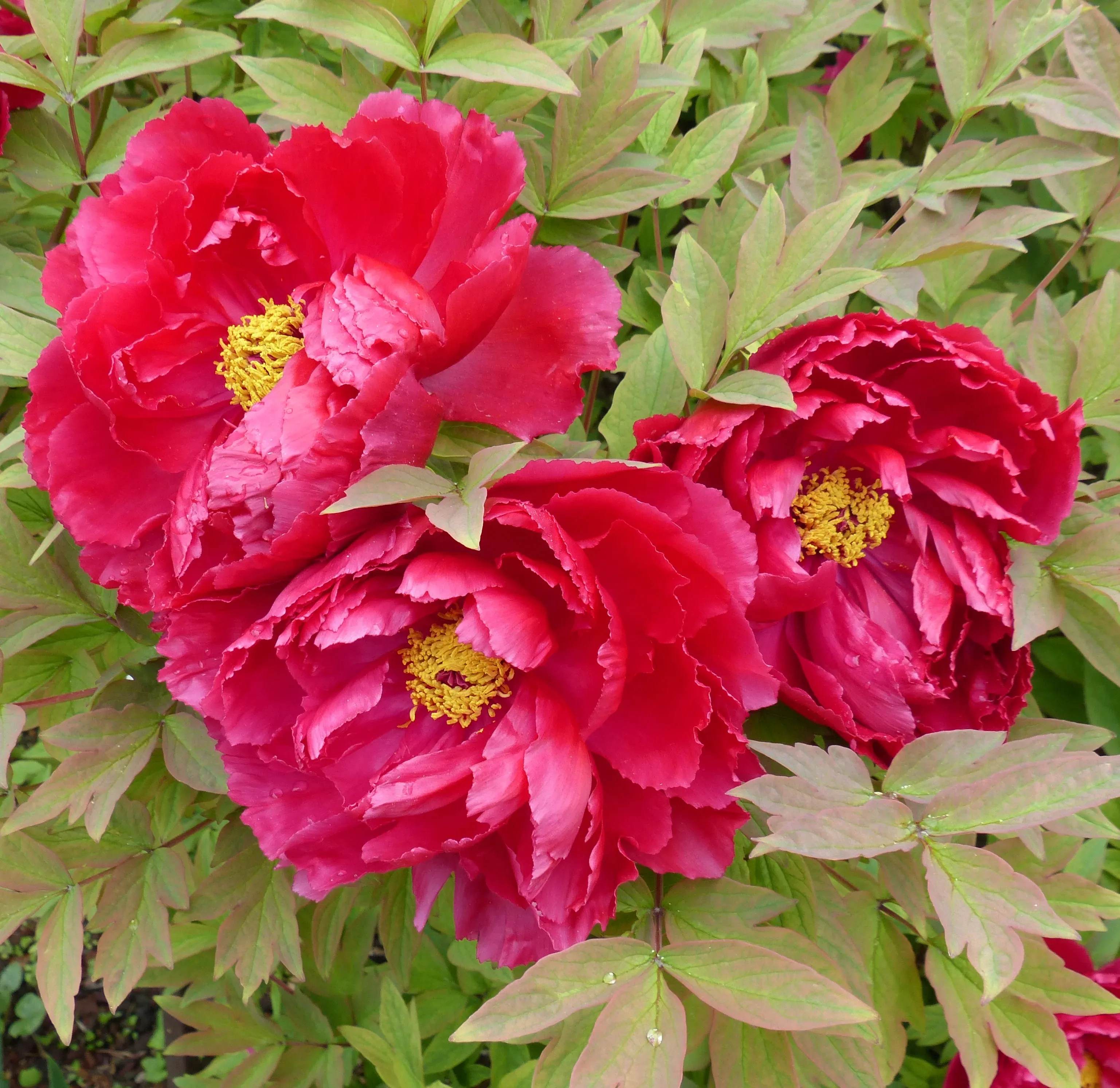 Peonia