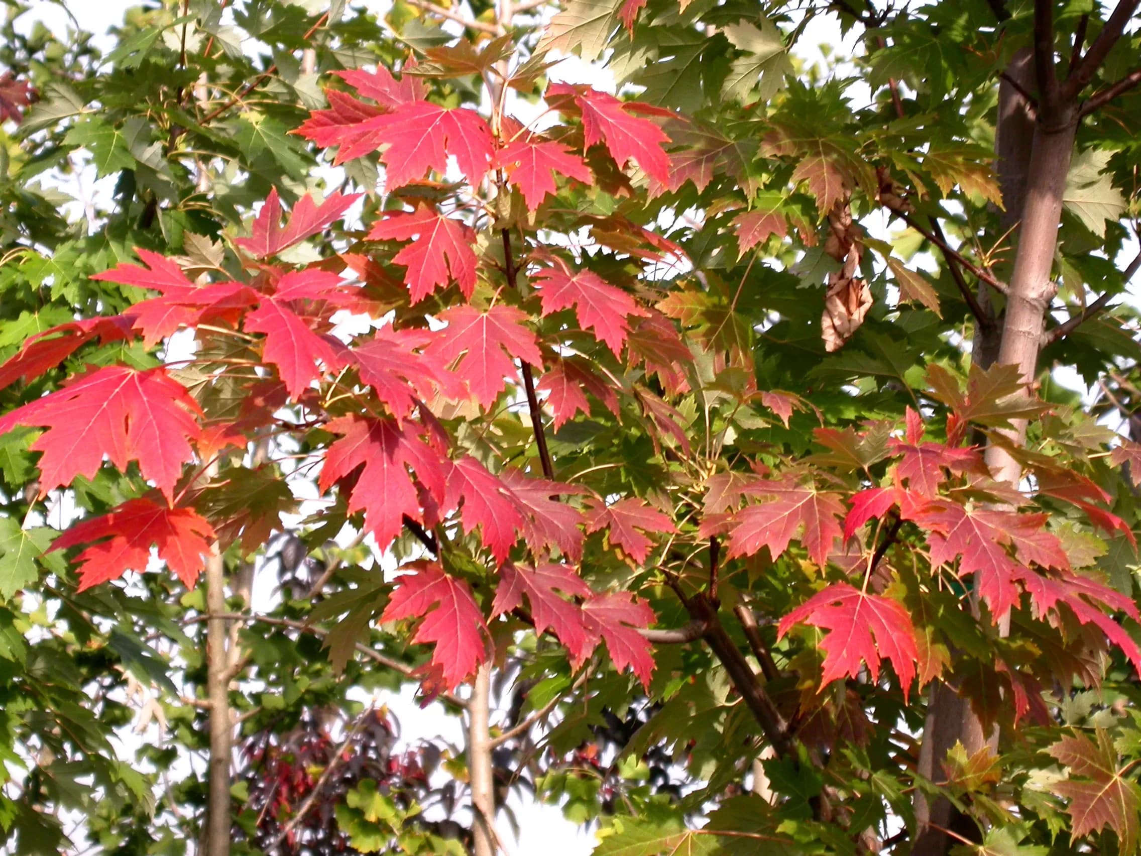 Acero x Freemanii 'Celebration'