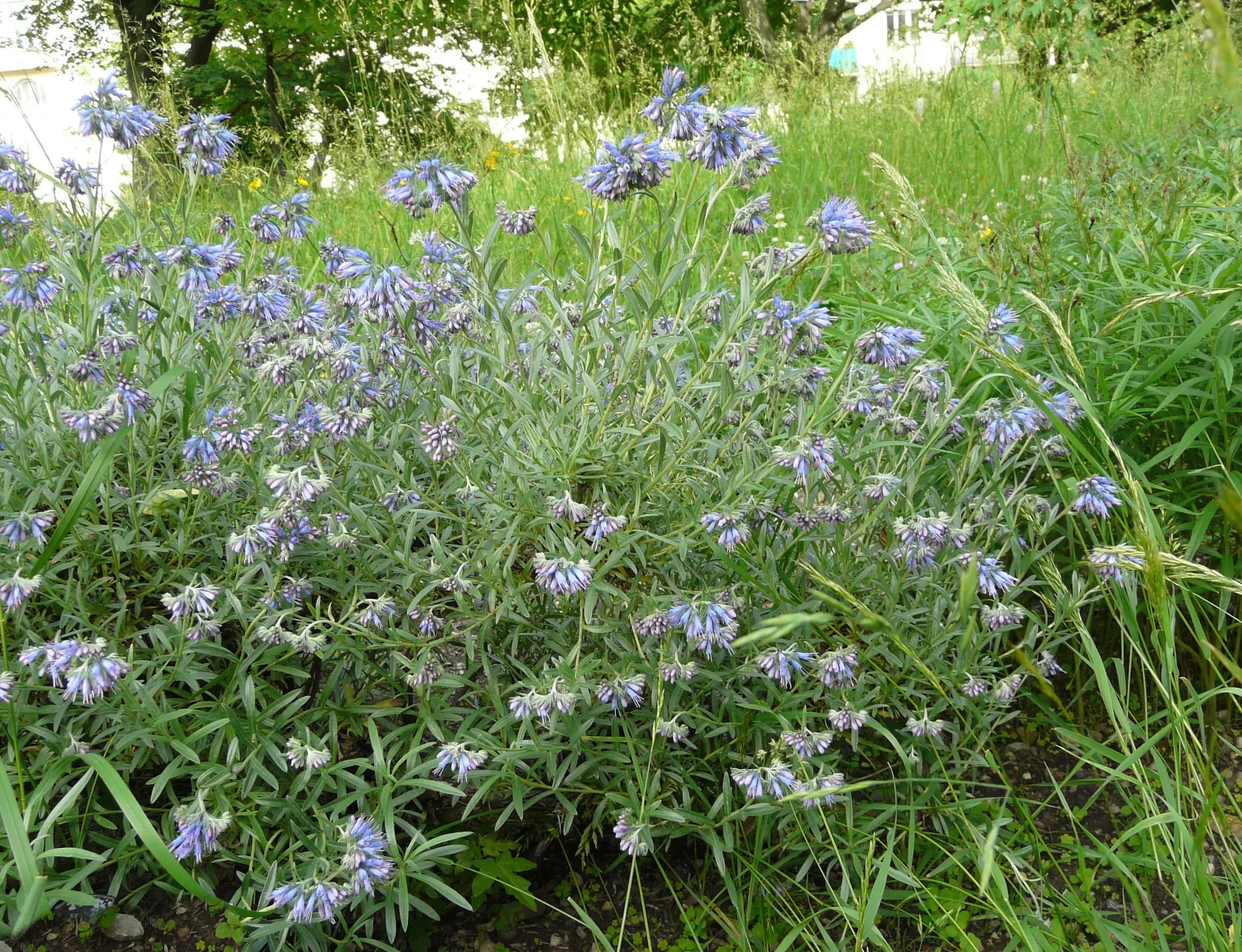 Moltkia