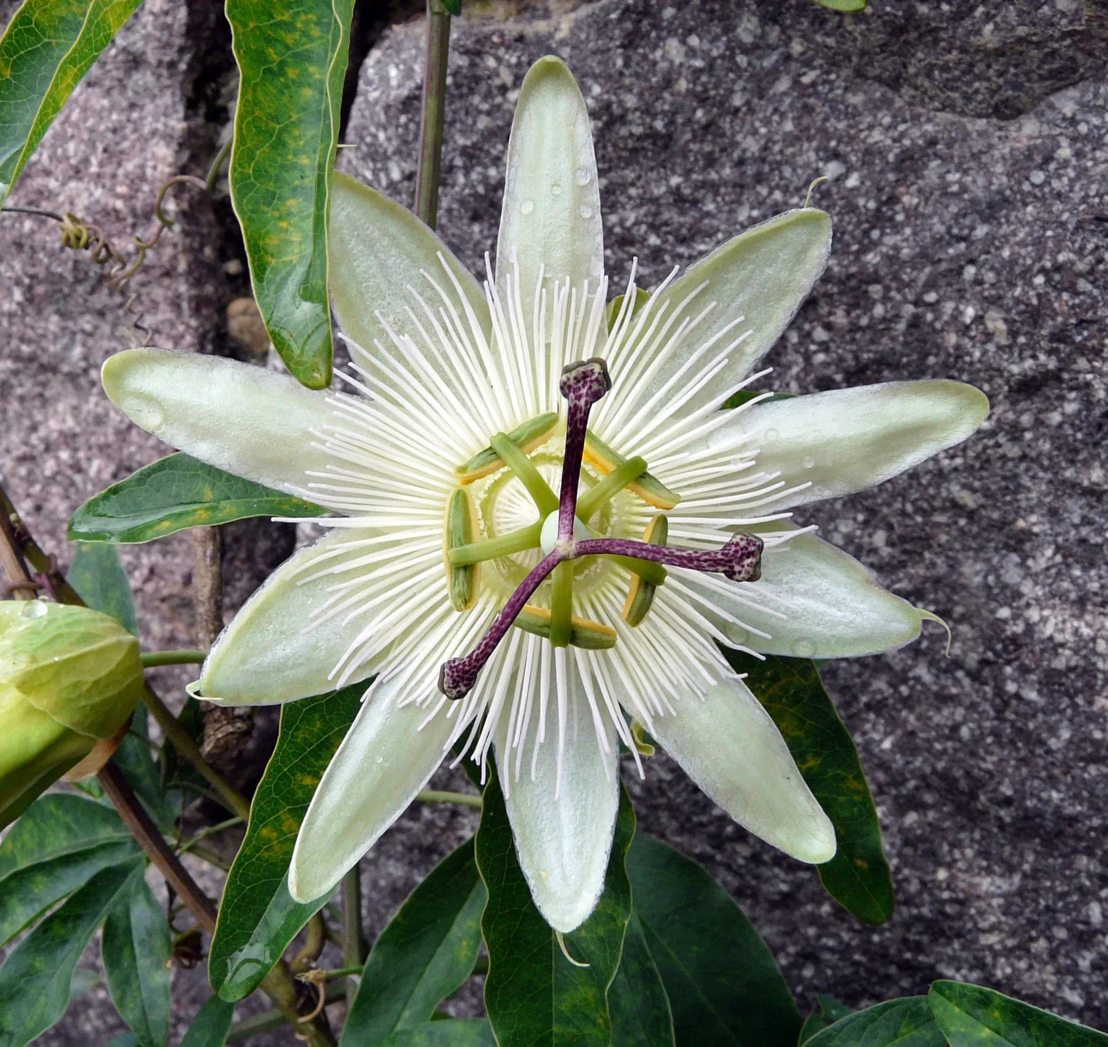 Passiflora