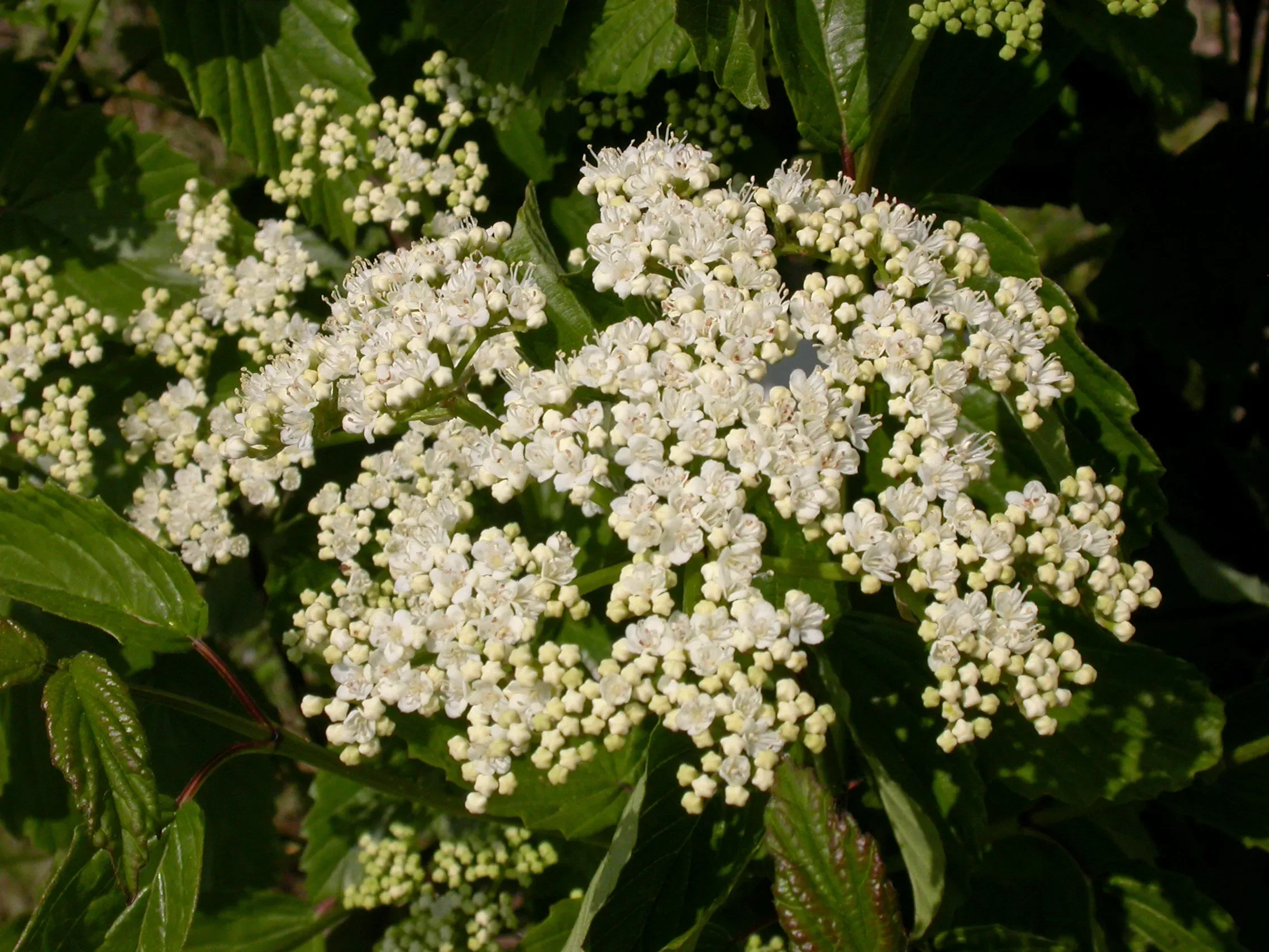Viburnum recognitum