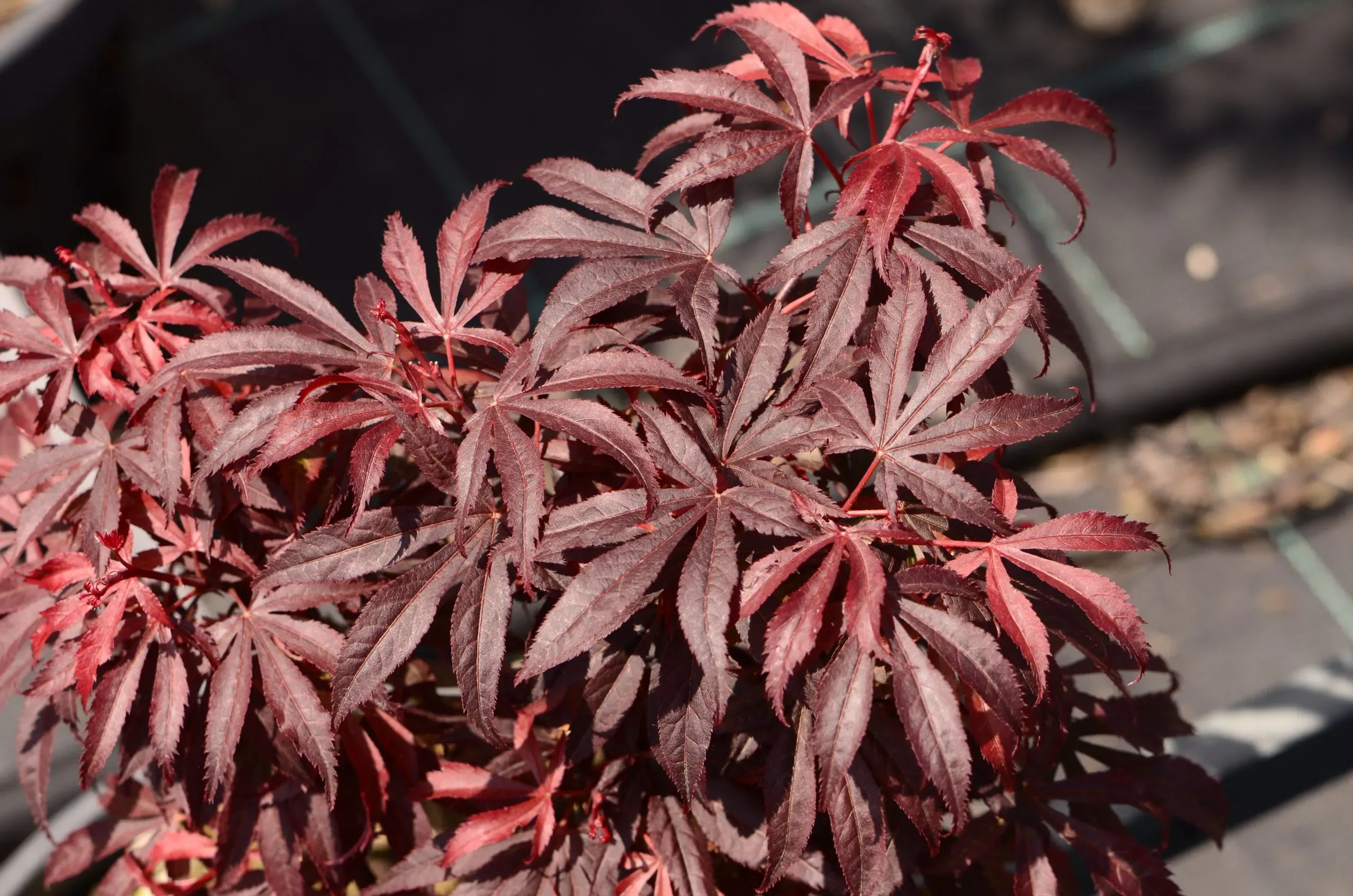 Acero Palmato 'Shaina'