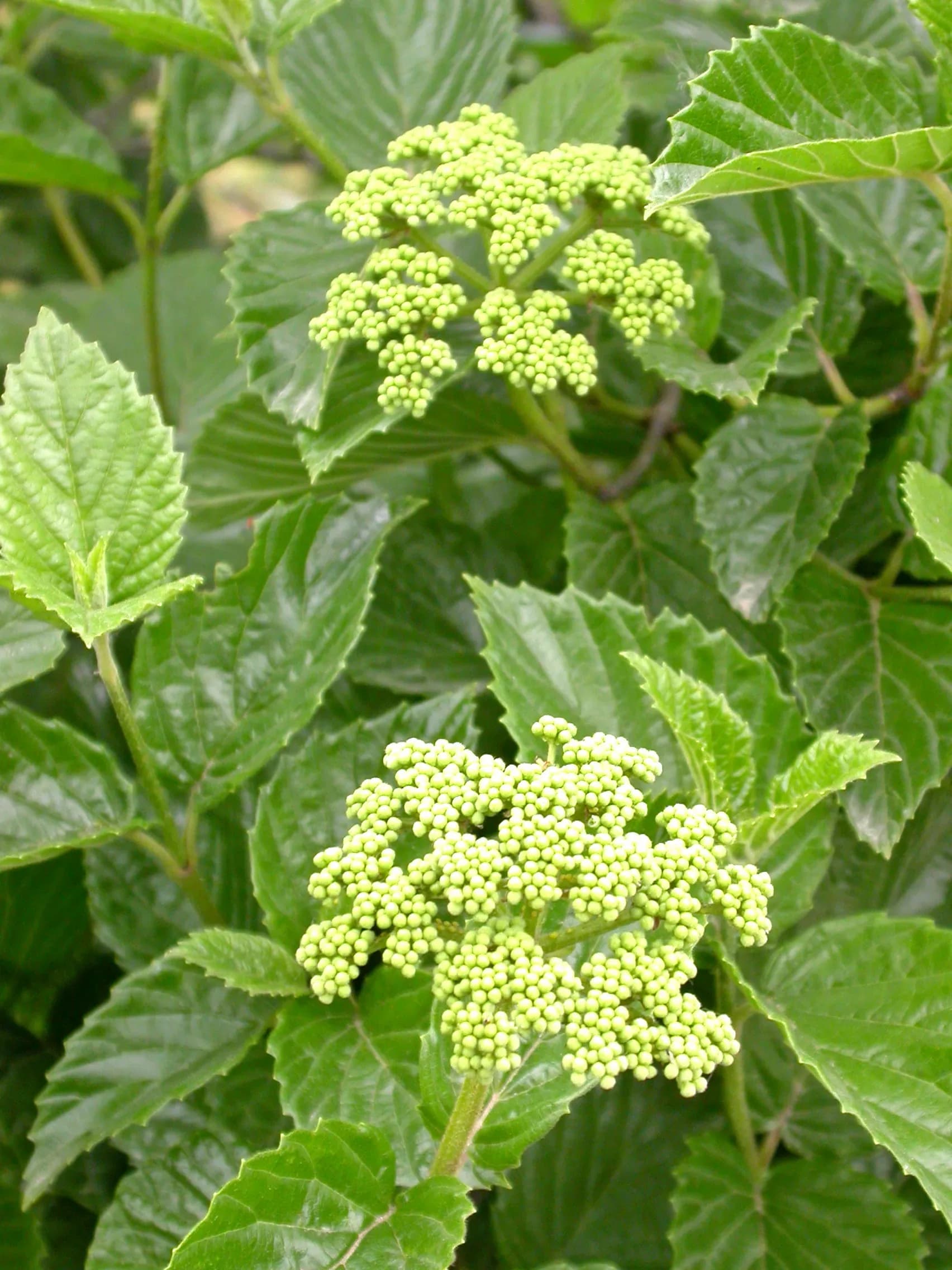 Viburnum bracteatum