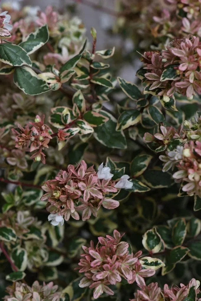 Abelia x grandiflora ‘Magic Daydream’