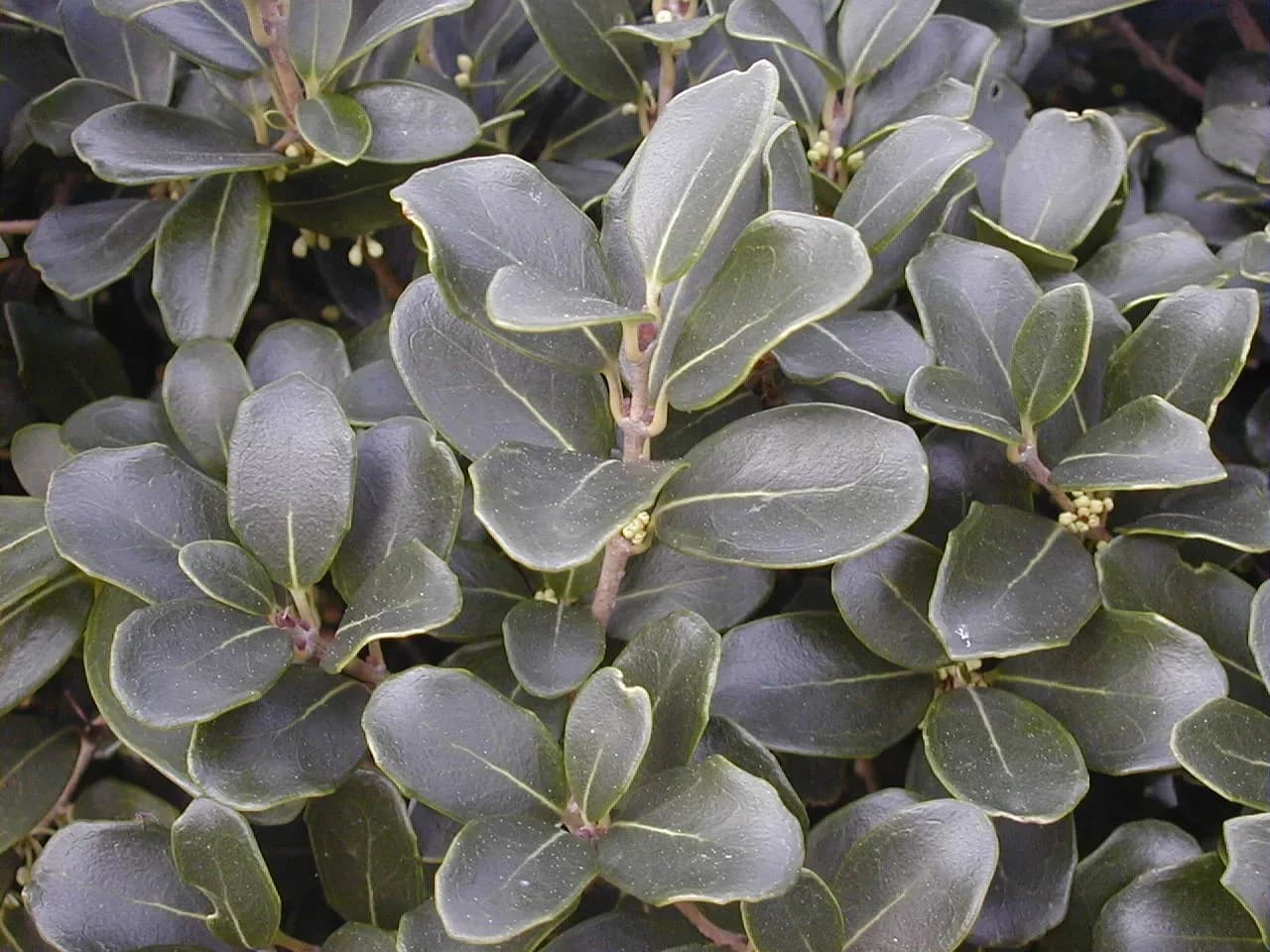 Osmanthus