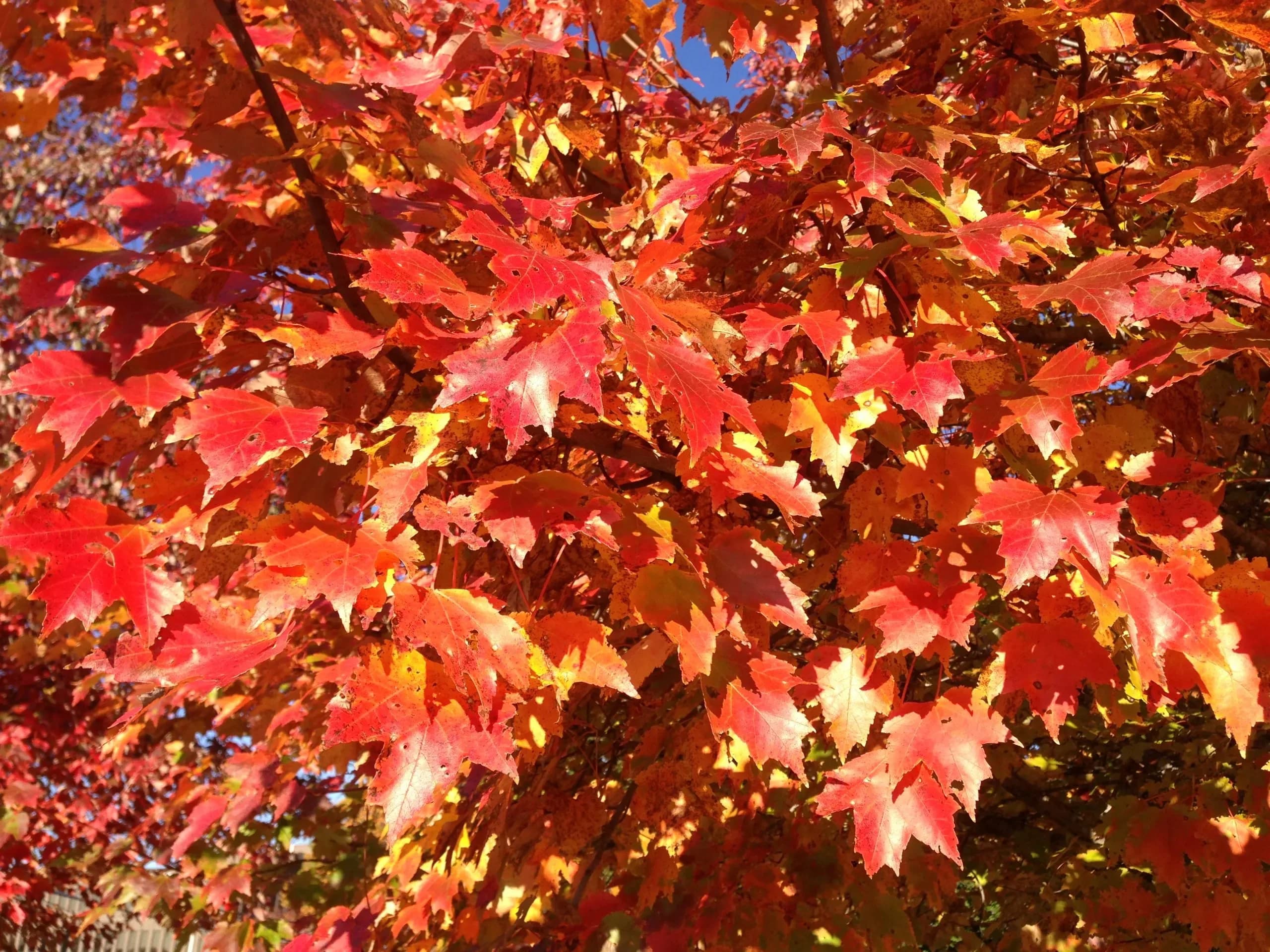 Acero rosso / Acero scarlatto