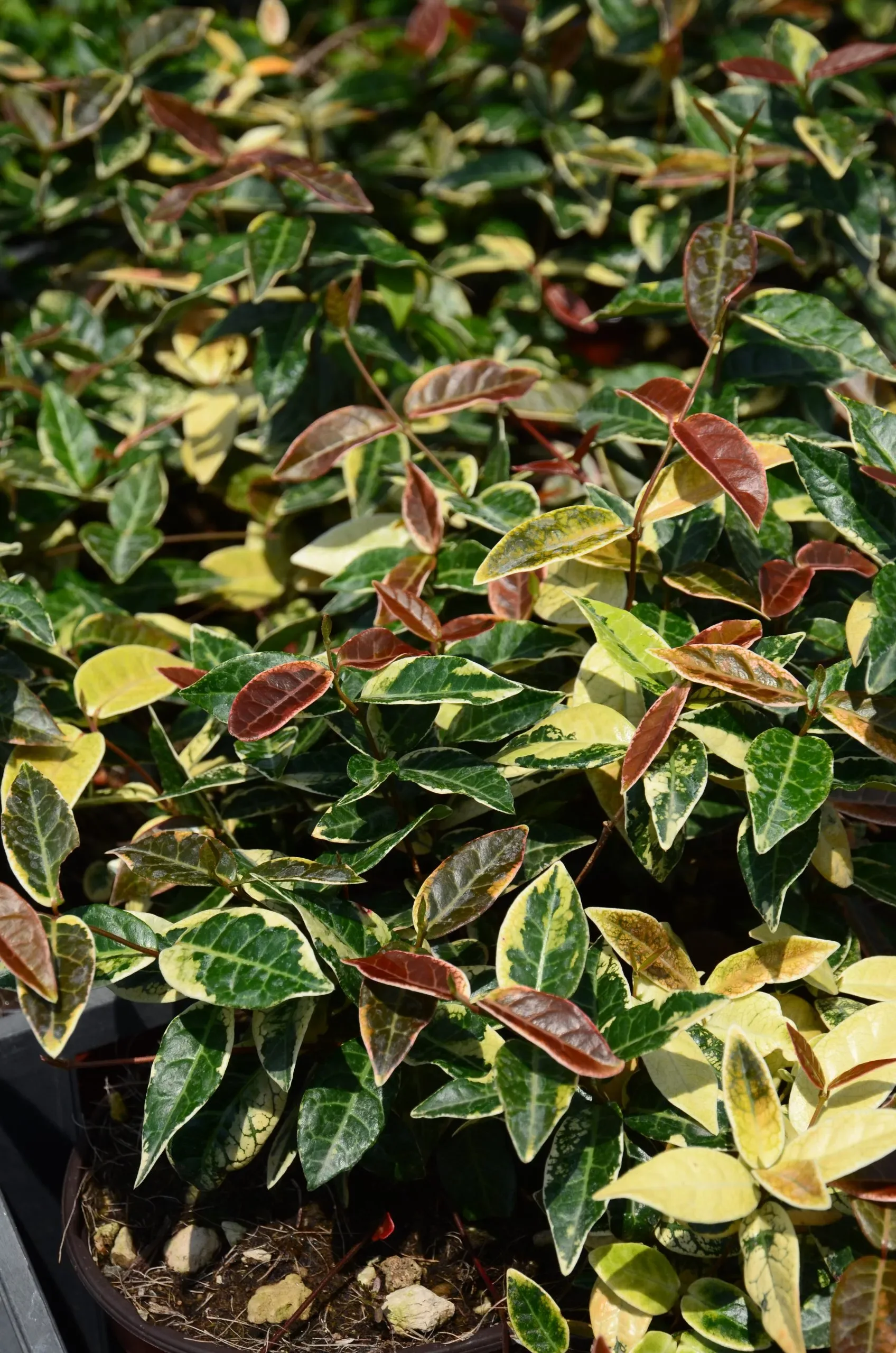 Trachelospermum asiaticum ‘Nagaba’