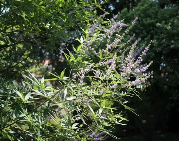 Agnocasto ‘Rosea’ o Albero di Giove ‘Rosea’