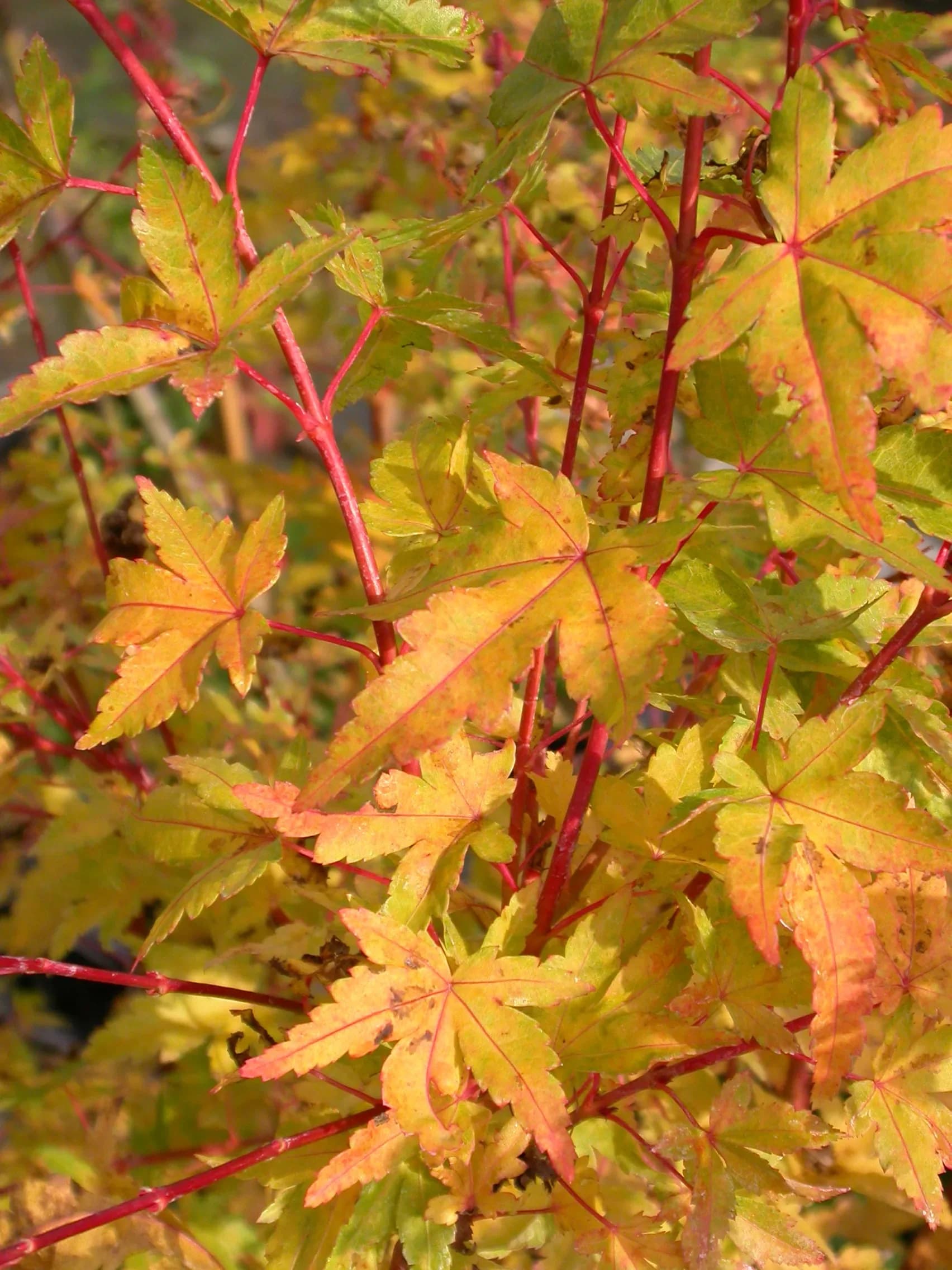 Acero Palmato 'Sango Kaku'