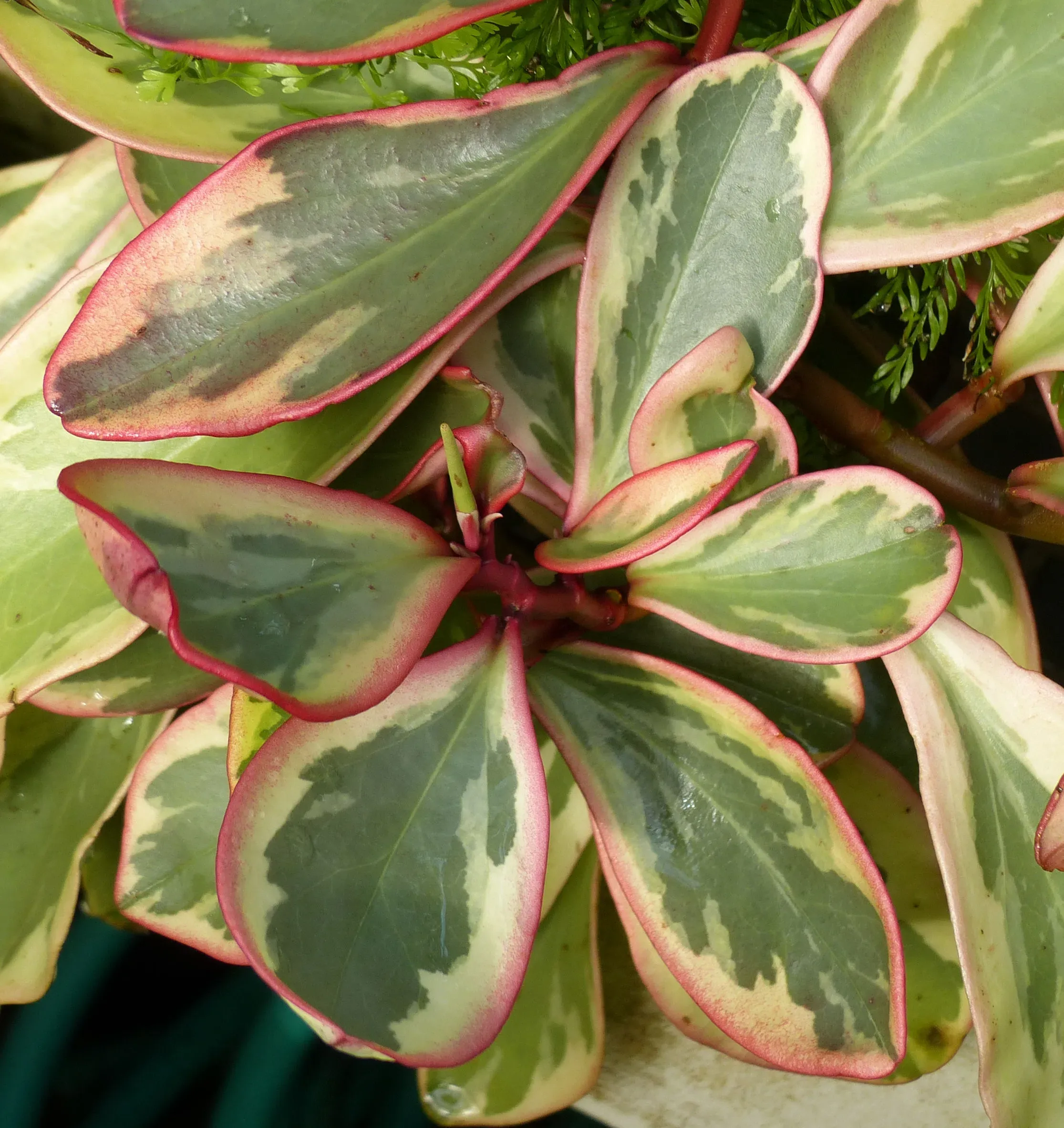 Peperomia