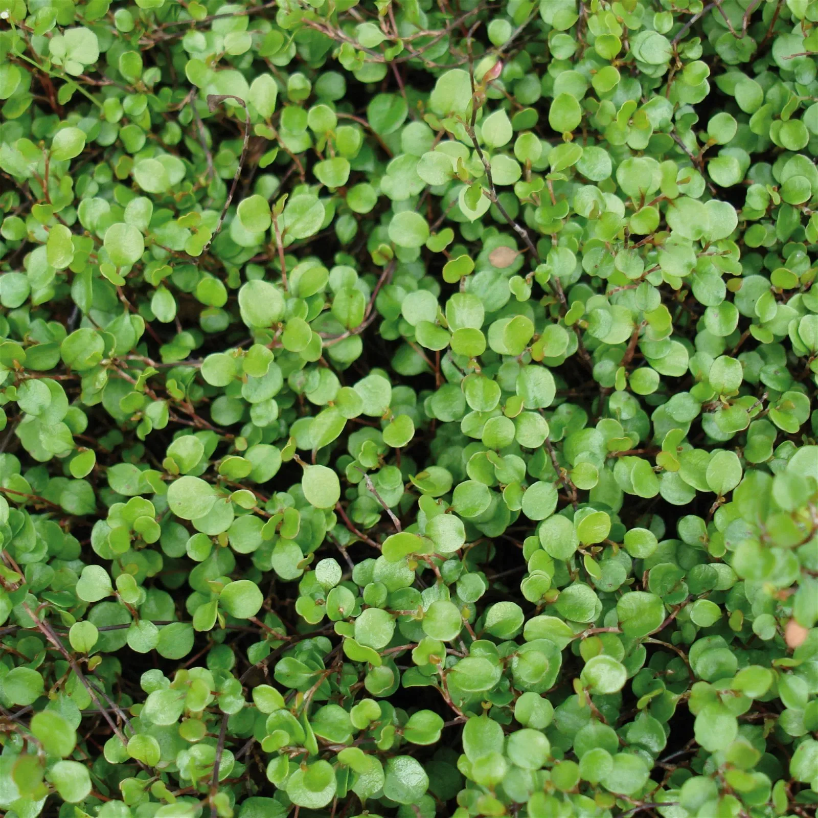 Muehlenbeckia tappezzante