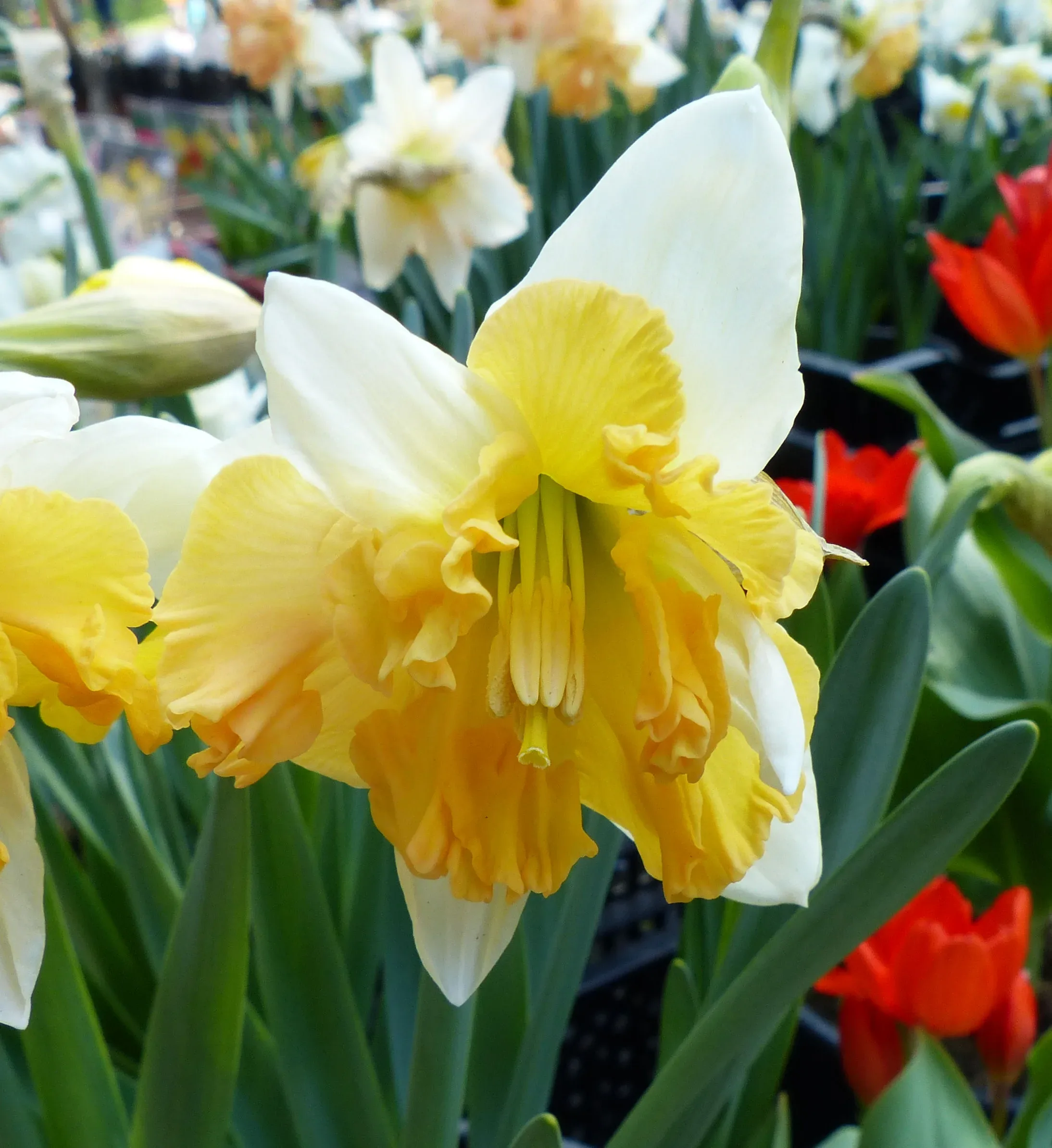 Narciso