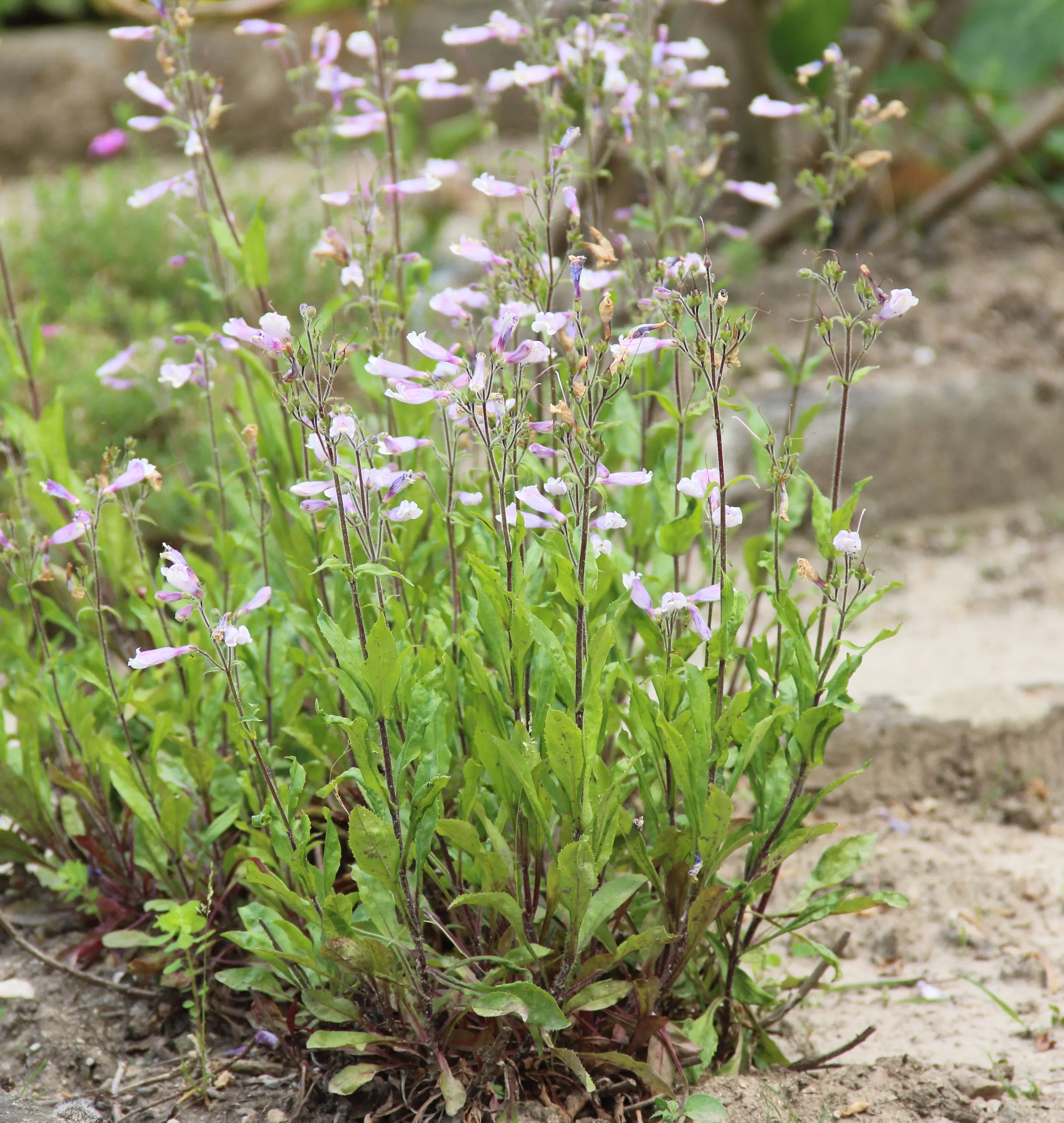 Penstemon
