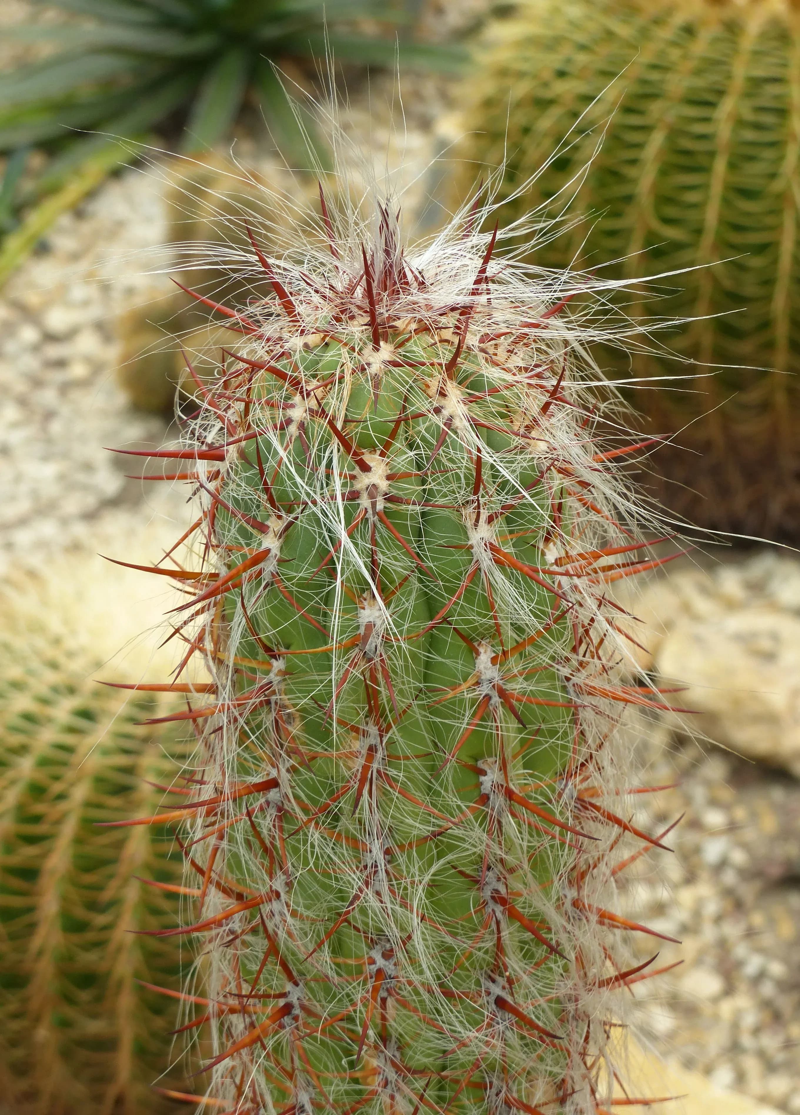 Cereo lanoso