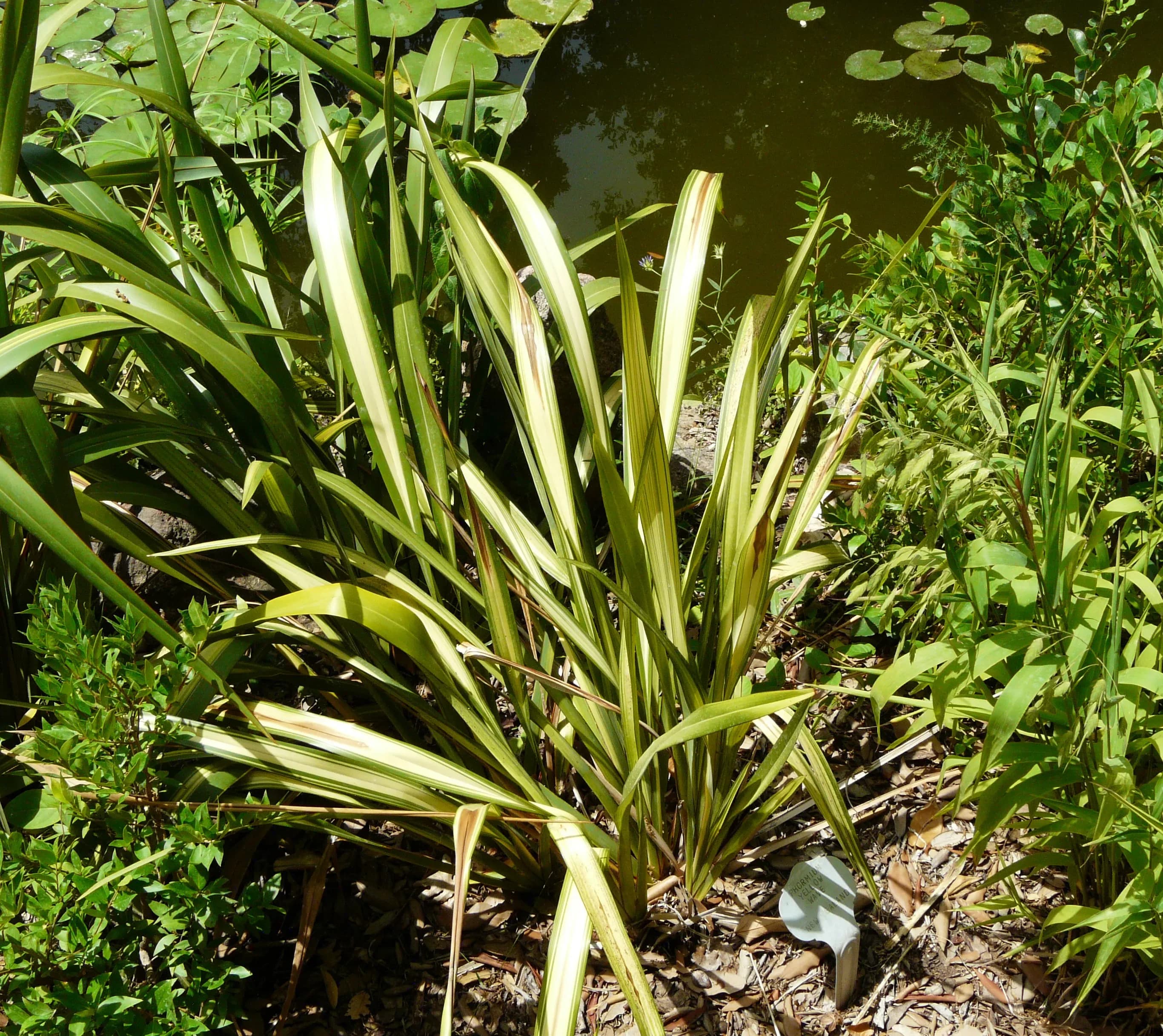 Phormium 'Yellow Wave'