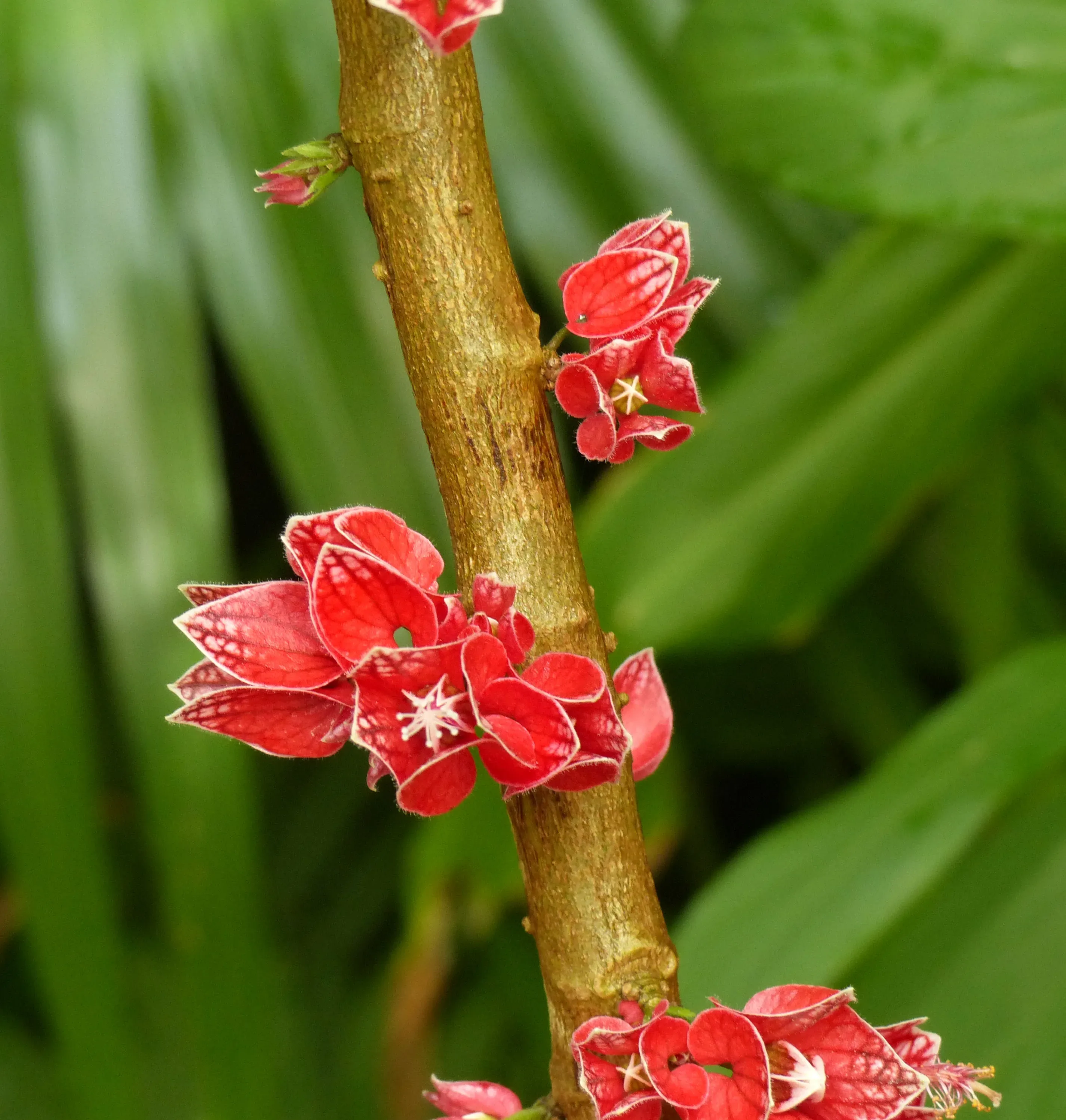Pavonia