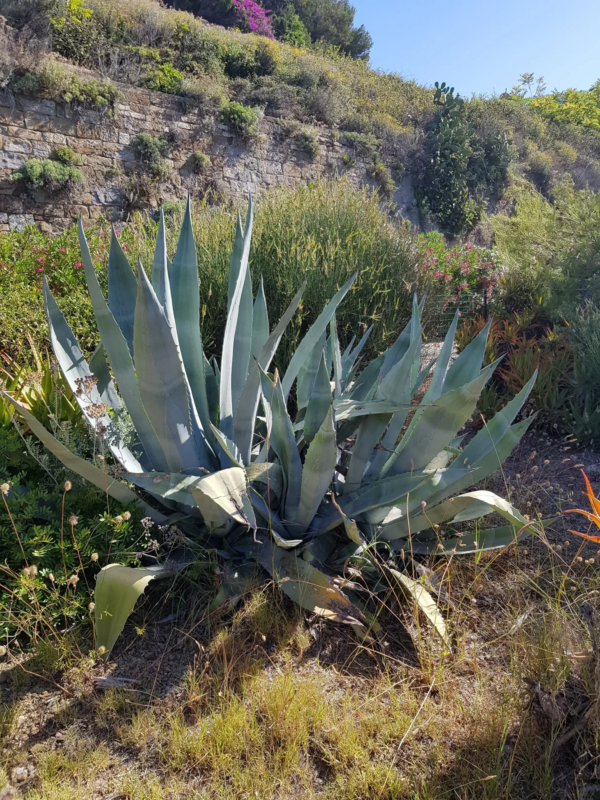Agave americana