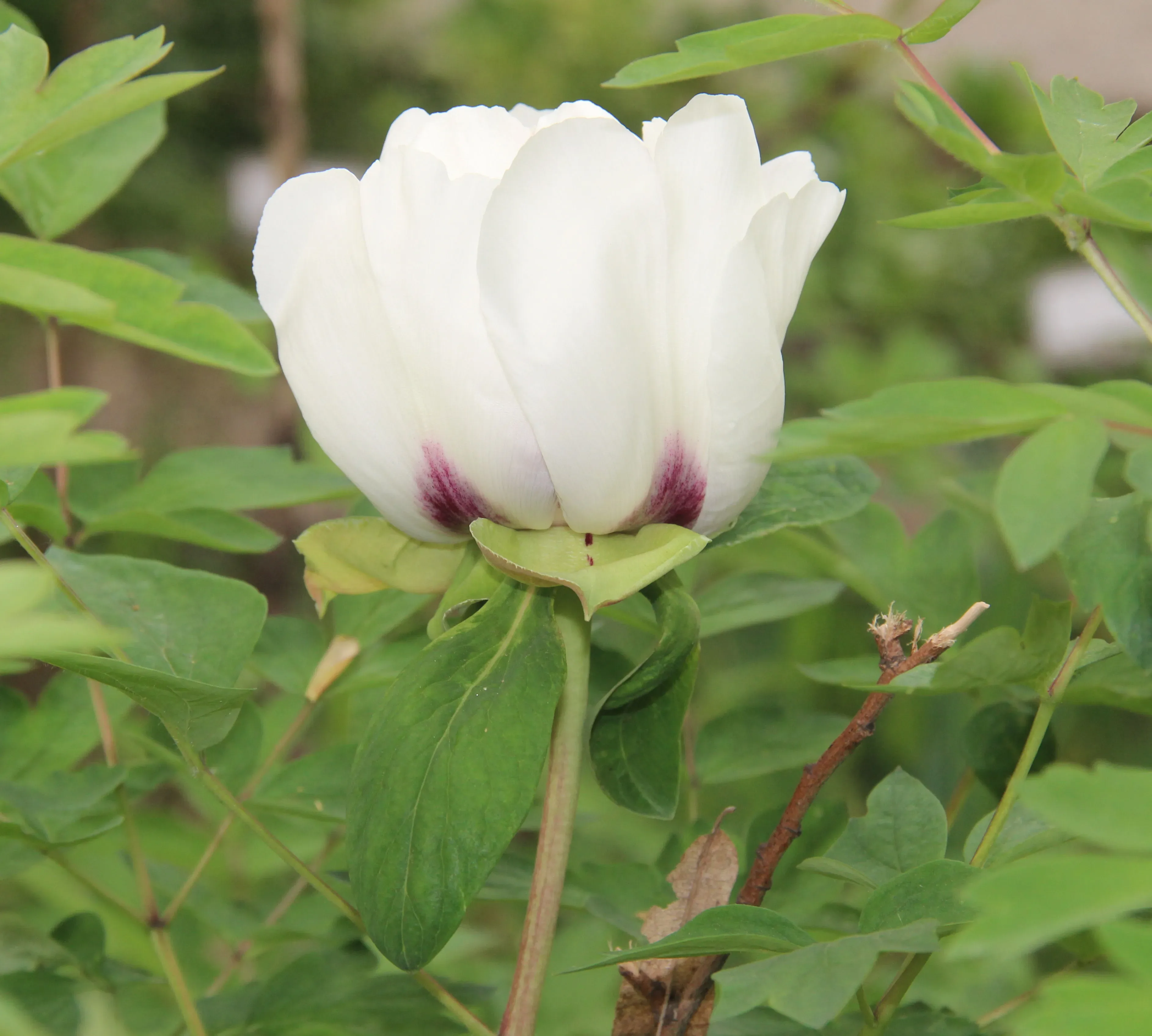 Peonia