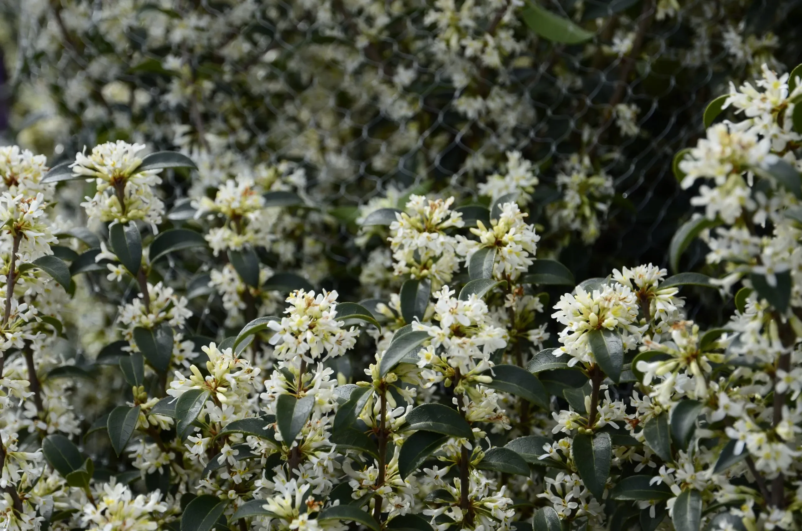 Osmanthus