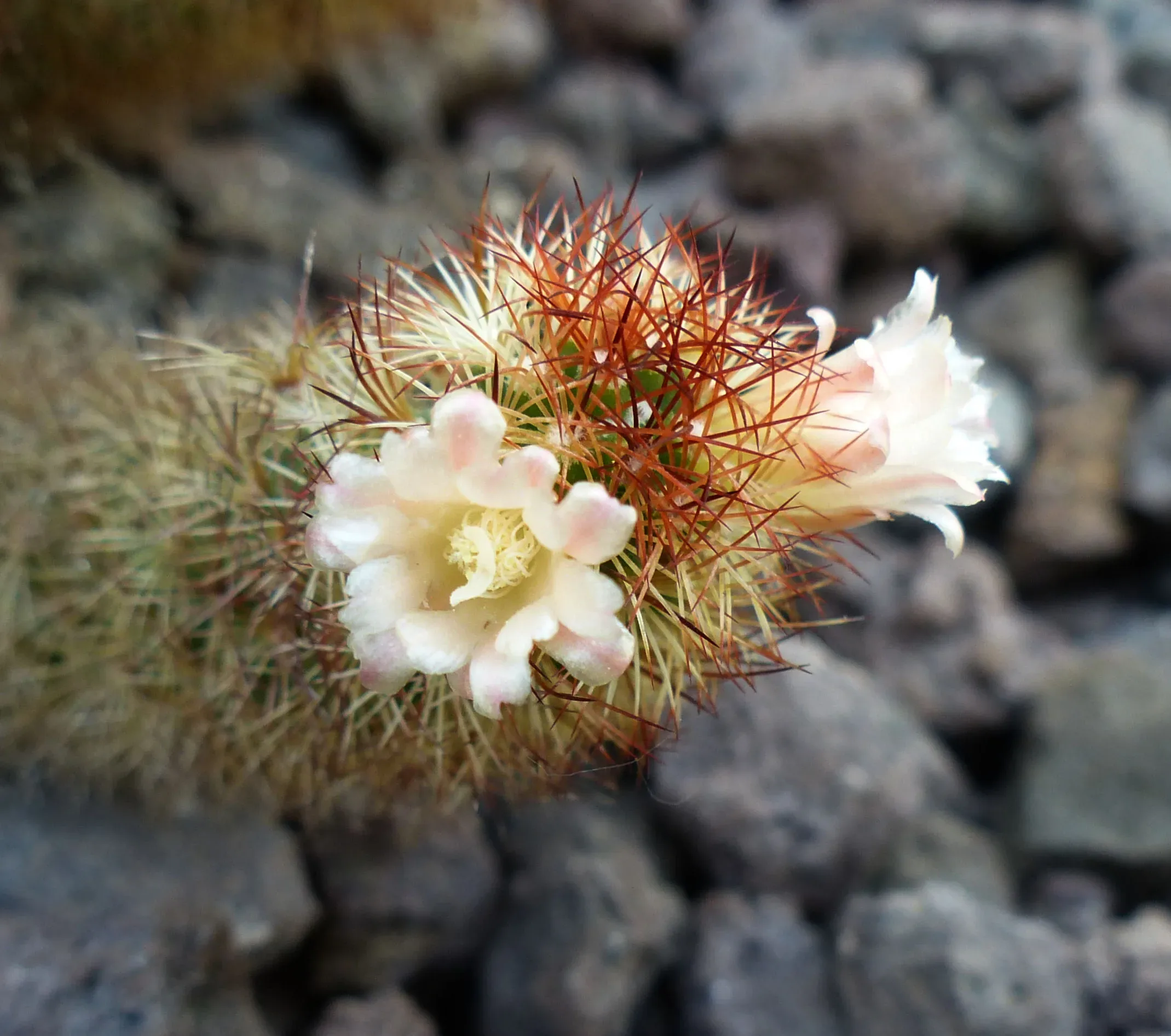 Mammillaria