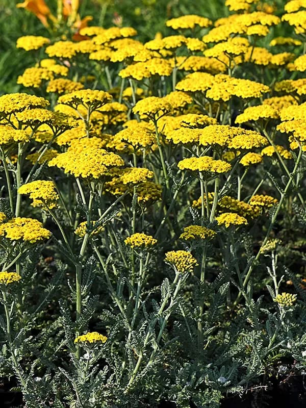 Achillea millefoglie 'Little Moonshine'