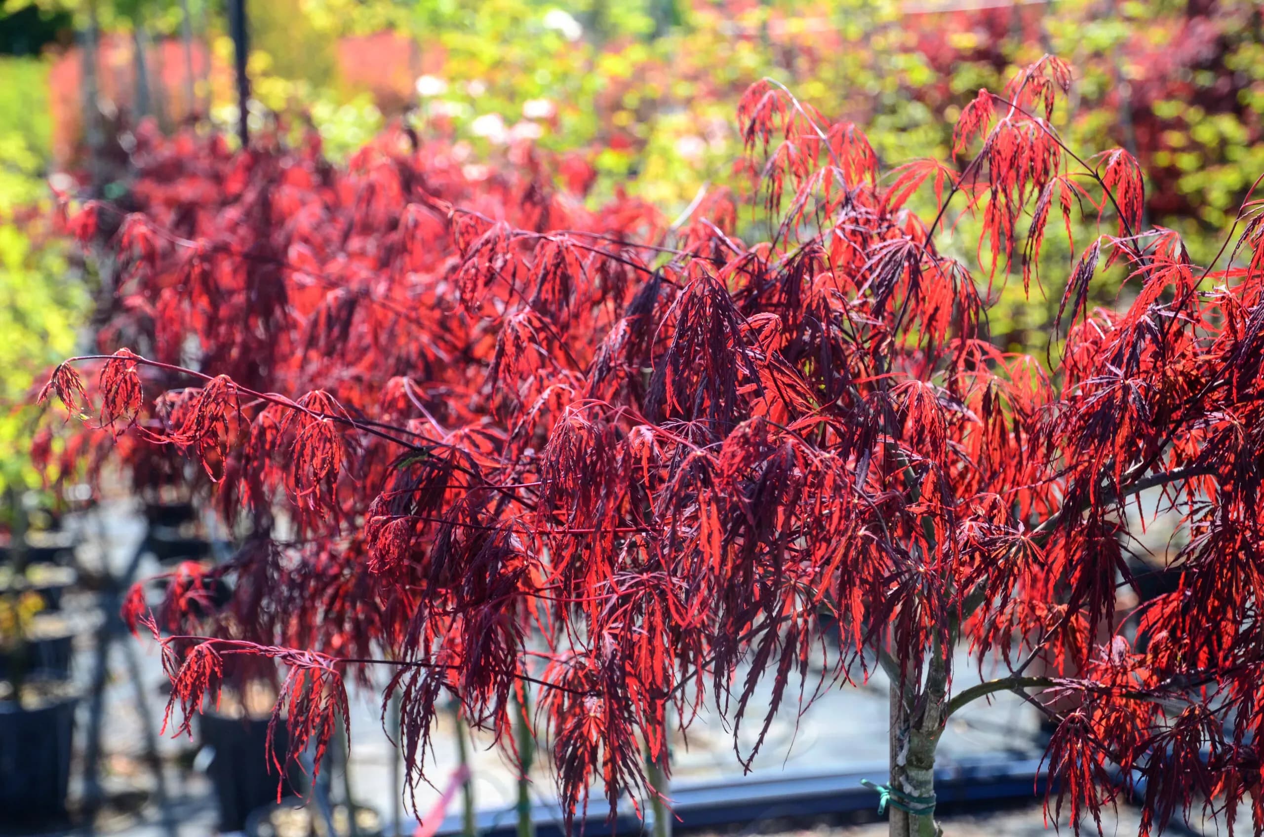 Acero Palmato 'Tamukeyama'
