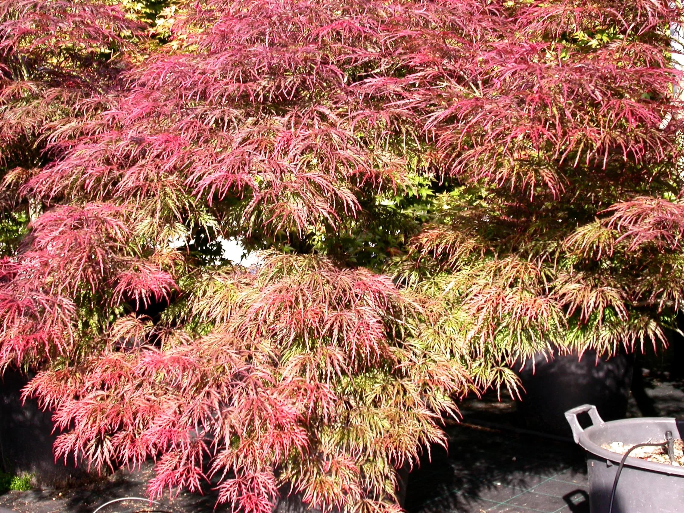 Acero Palmato 'Inaba-Shidare'
