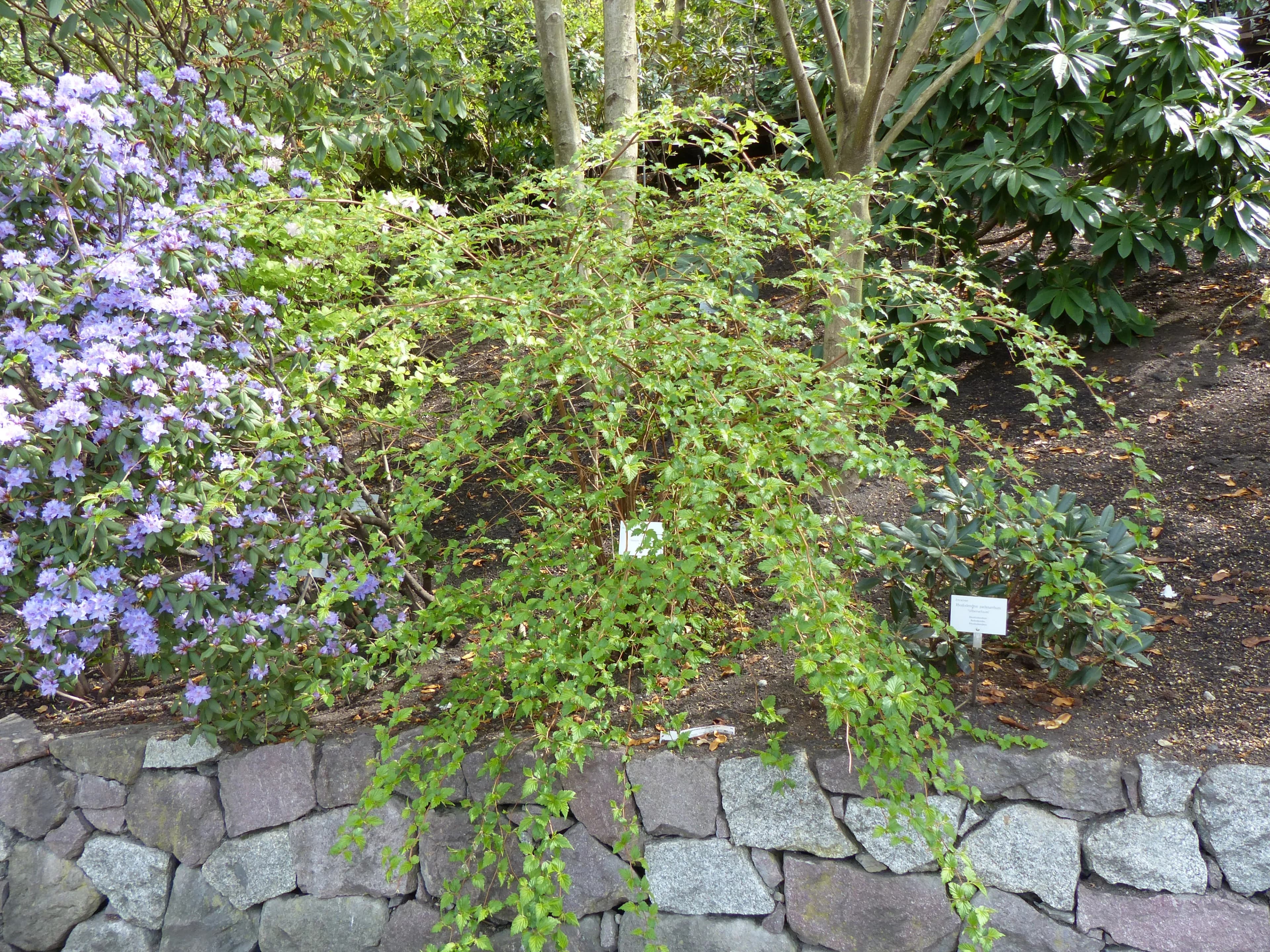 Neillia