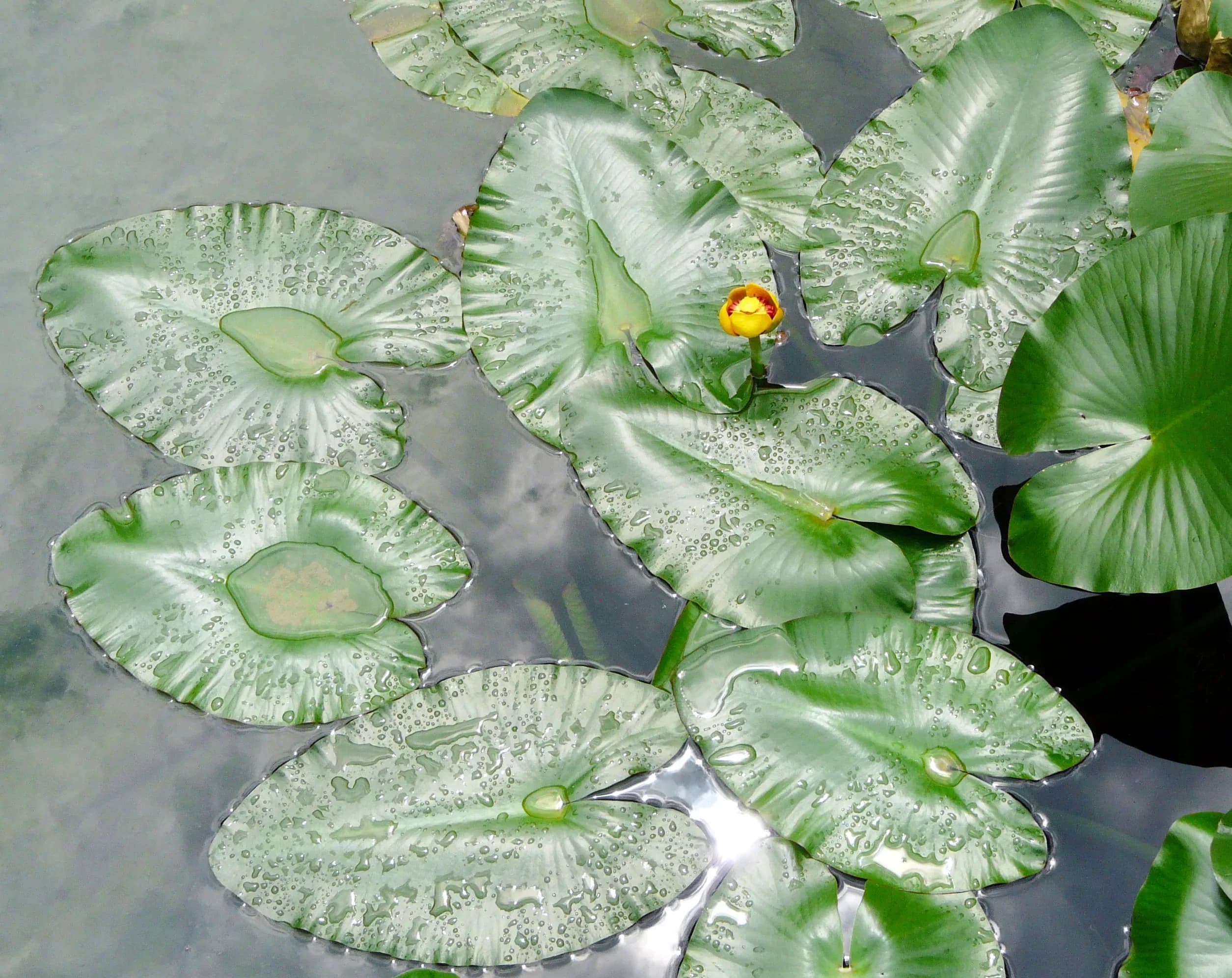 Ninfea gialla americana
