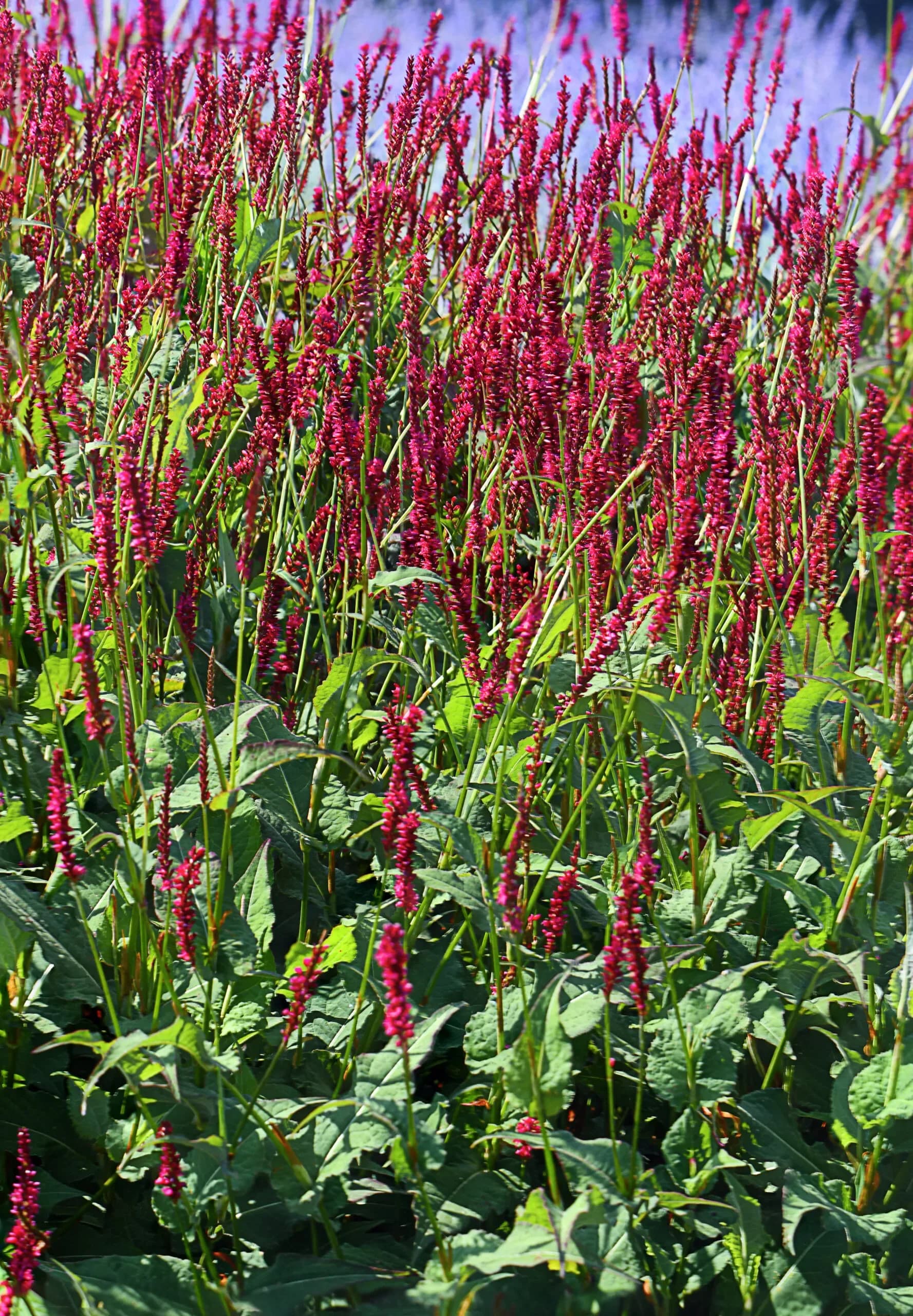 Poligono himalayano