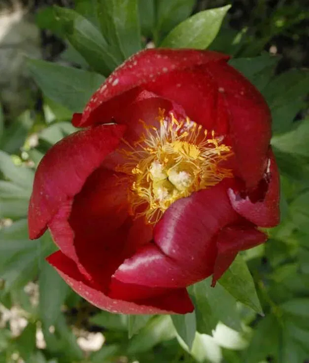 Peonia