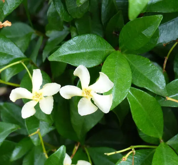 Trachelospermum asiaticum ‘Nakai’