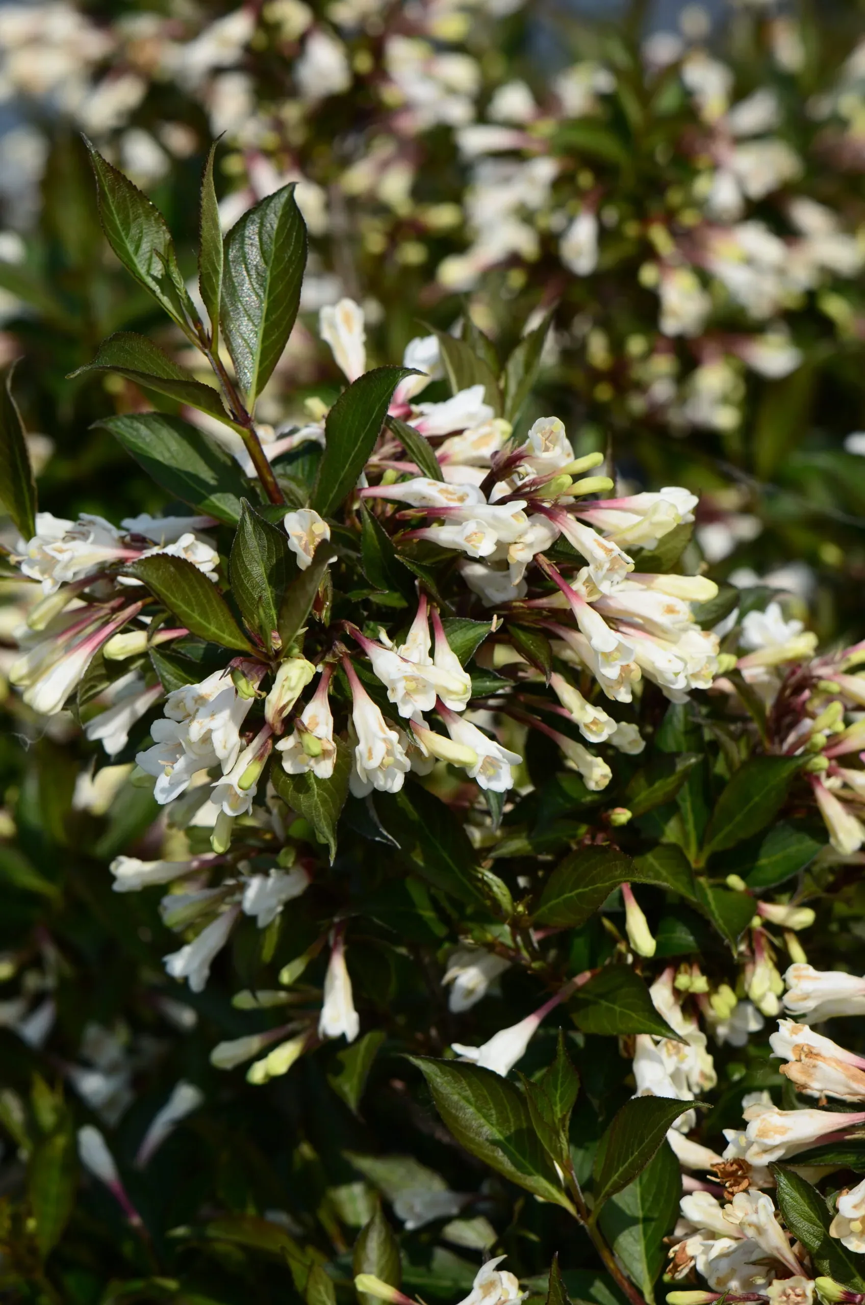 Weigela ‘Black and White’