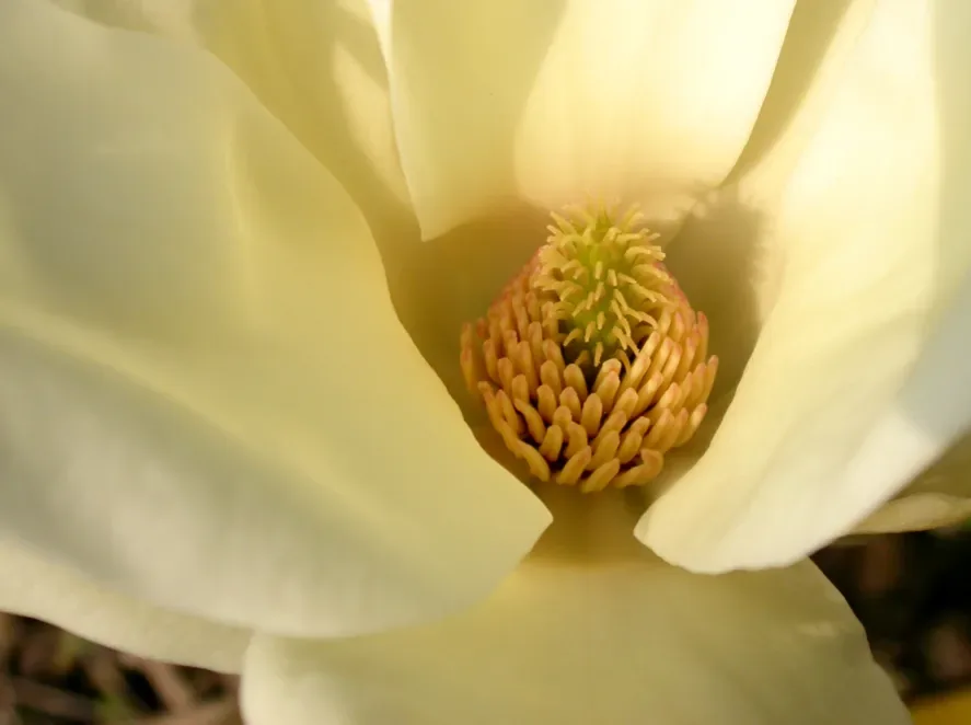 Magnolia