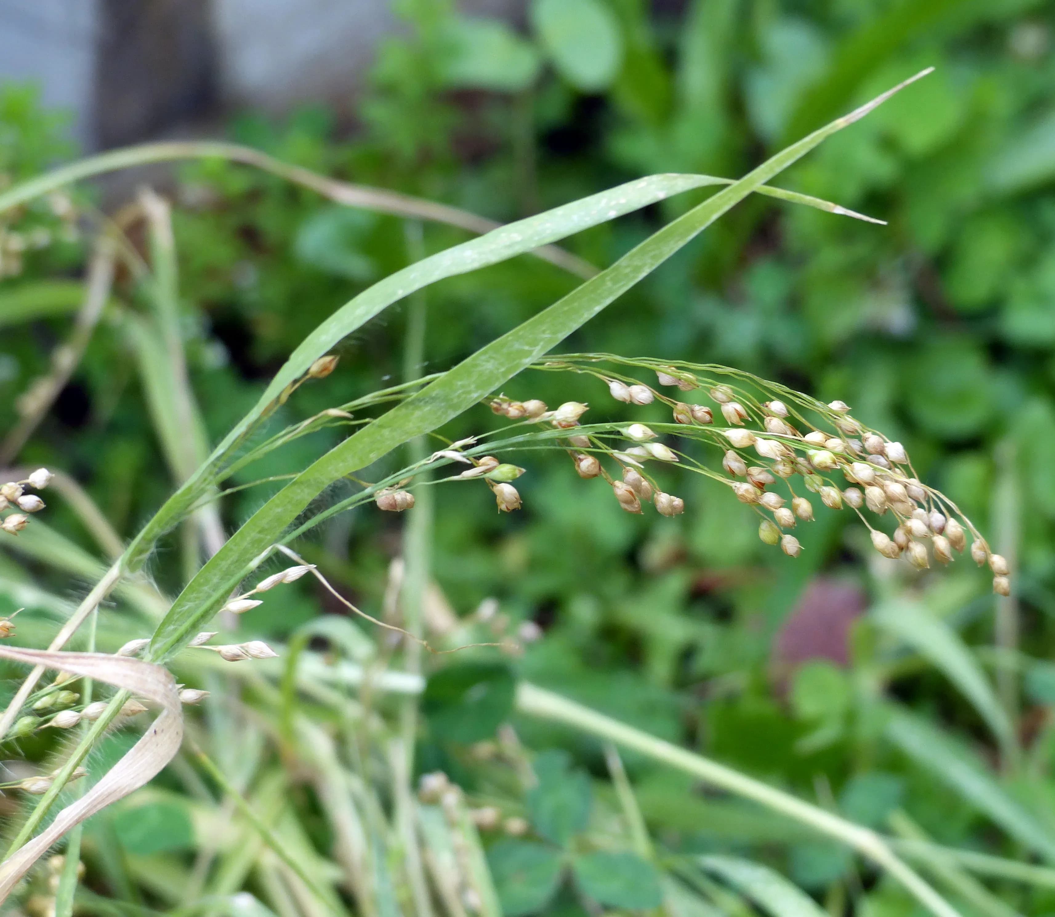 Panicum