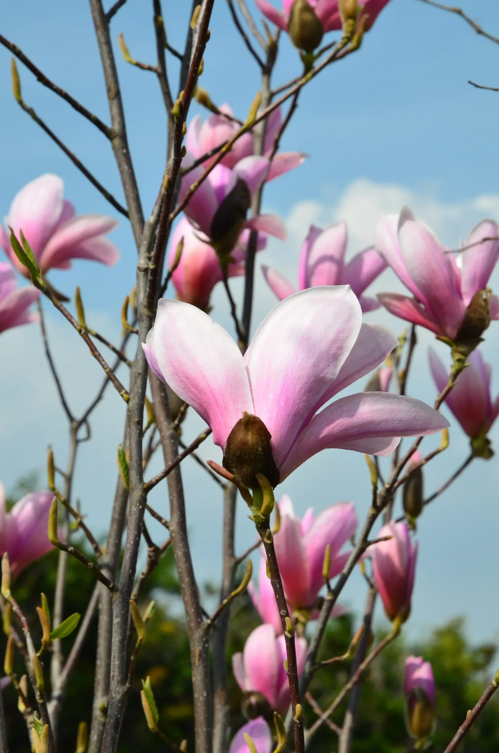 Magnolia