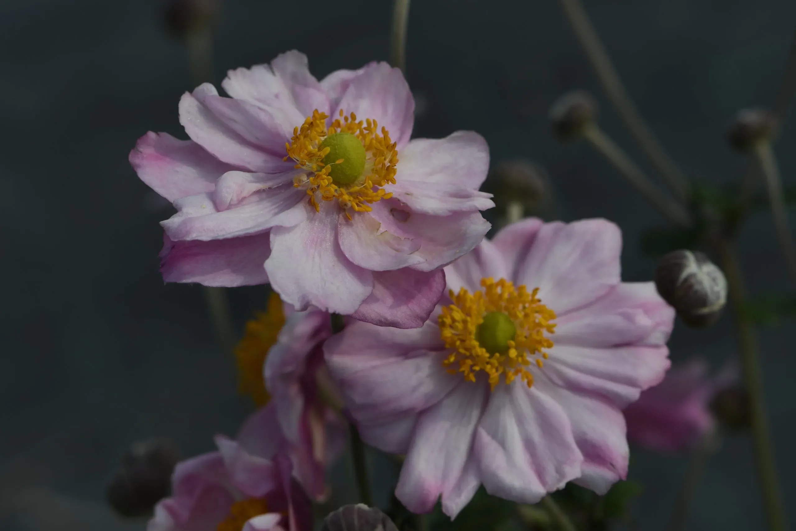 Anemone x hybrida ‘Konigin Charlotte’