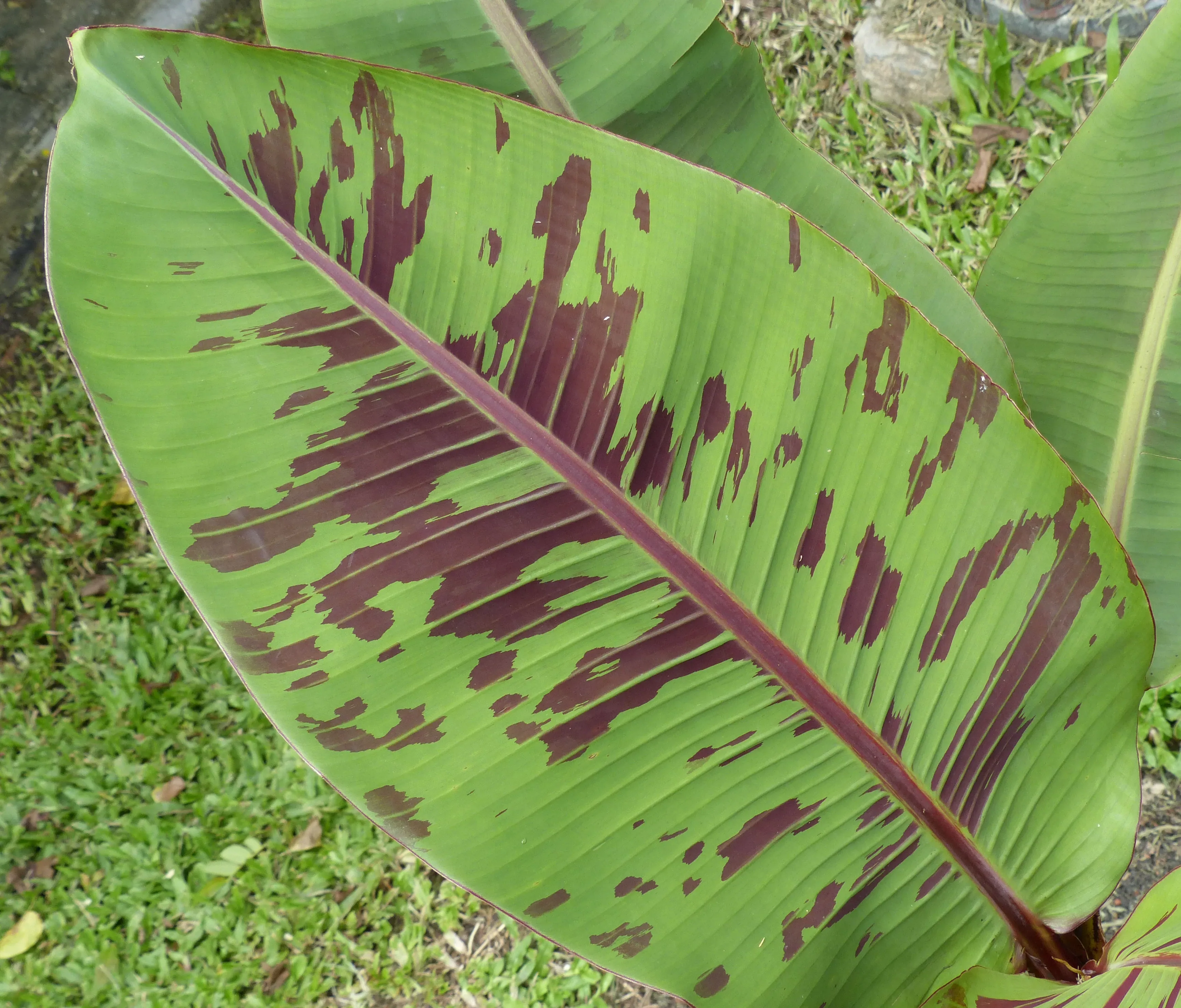 Banano rosso delle Hawaii
