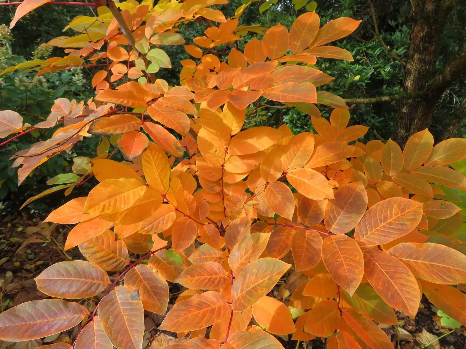 Meliosma