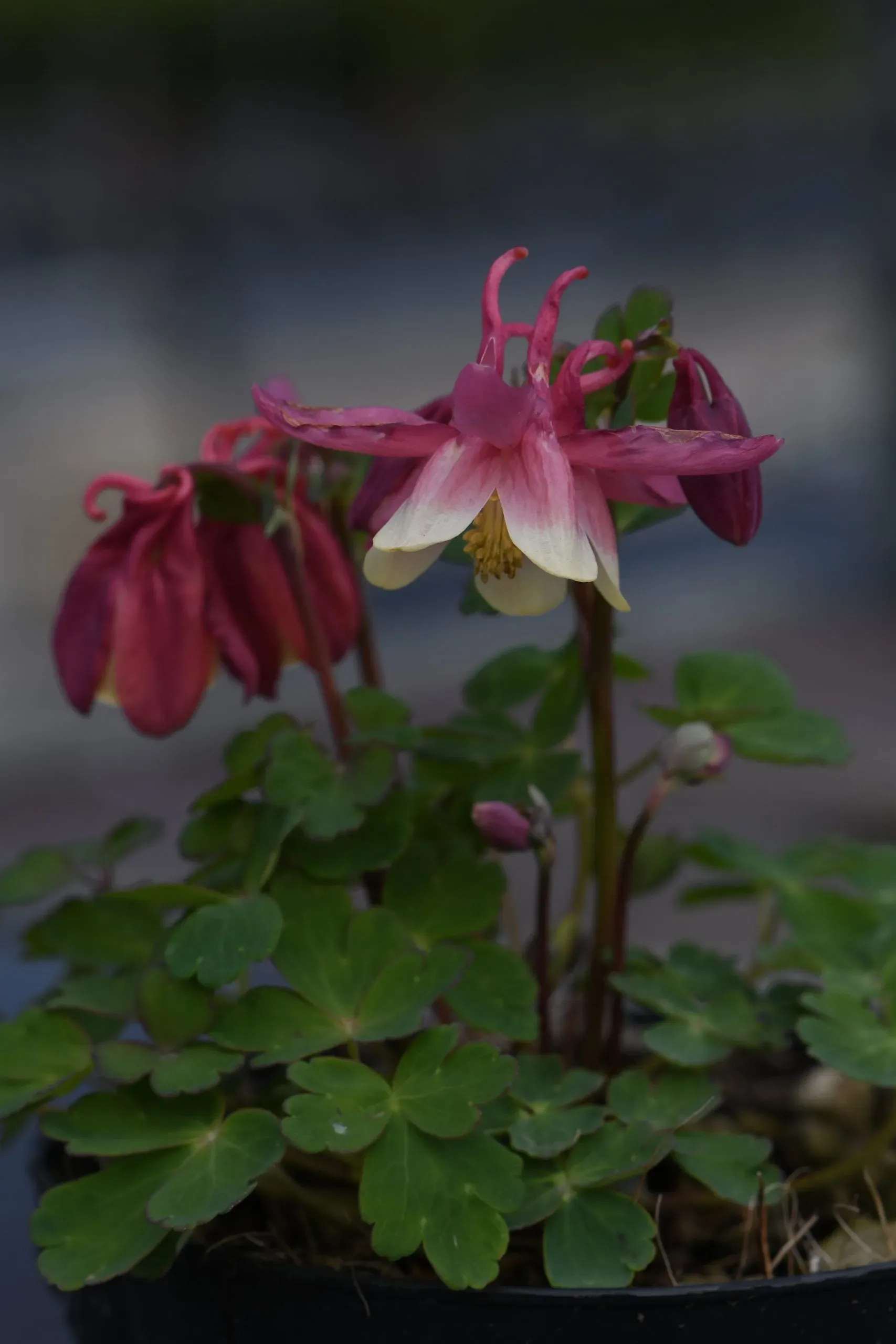 Aquilegia nana rosso-bianco