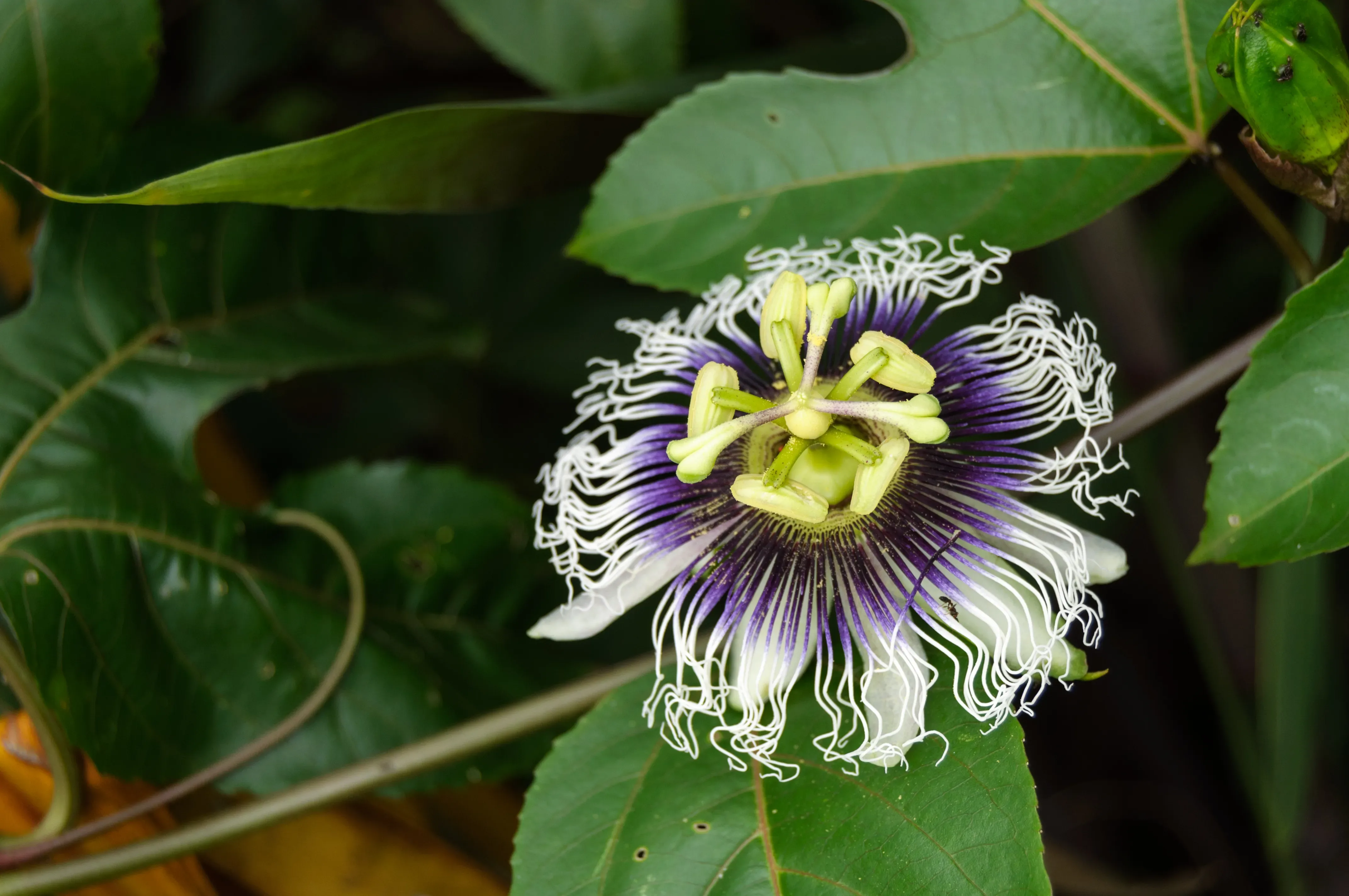 Passiflora