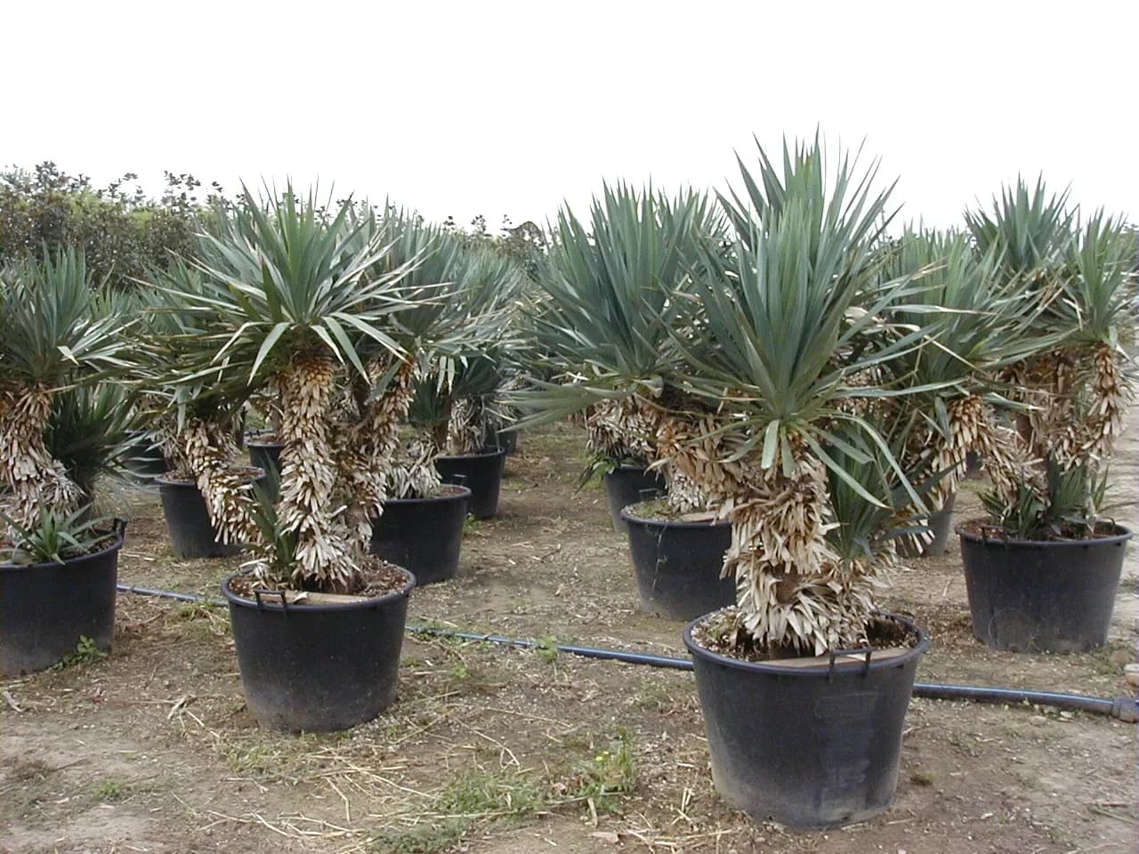 Yucca gloriosa