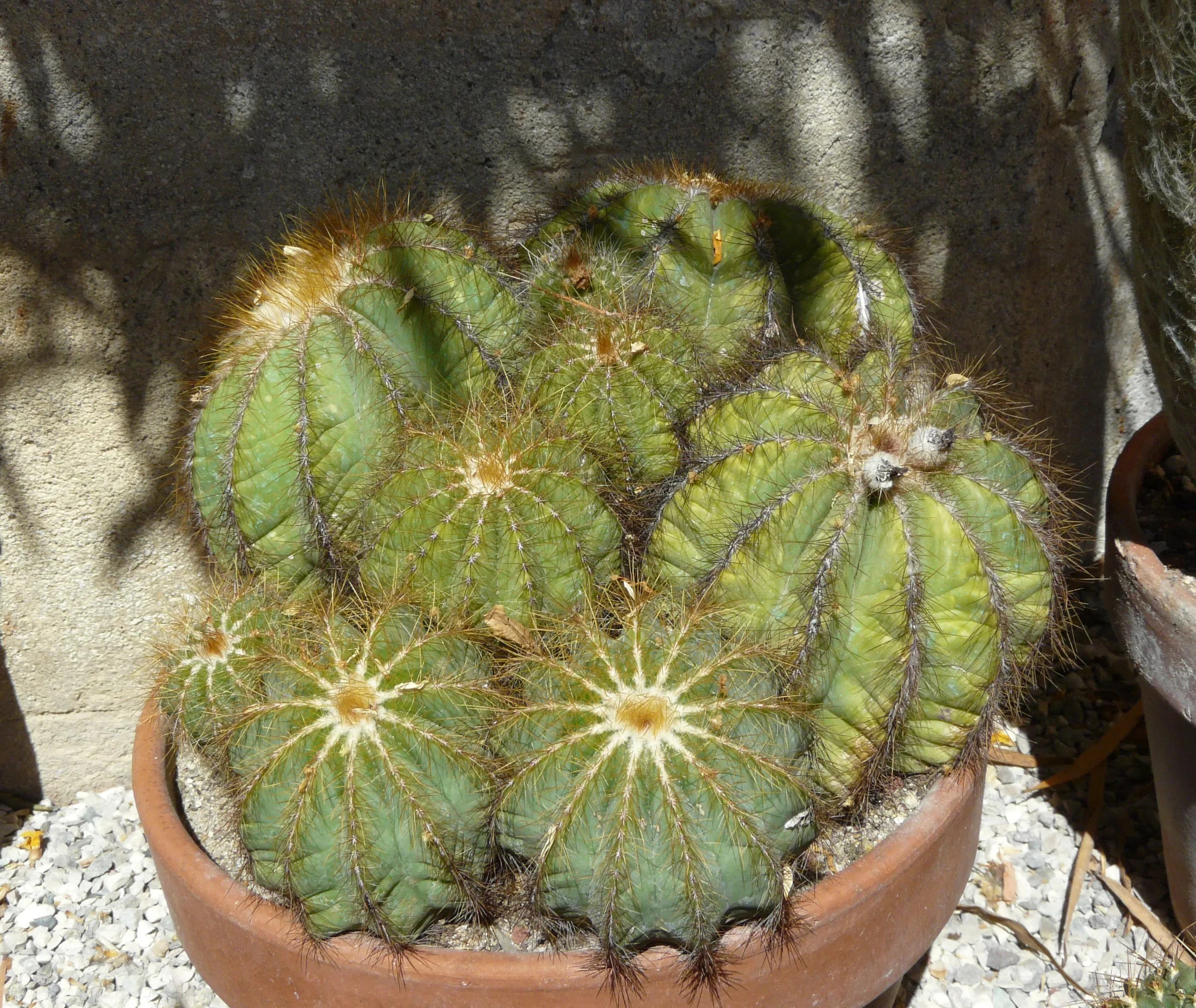 Parodia