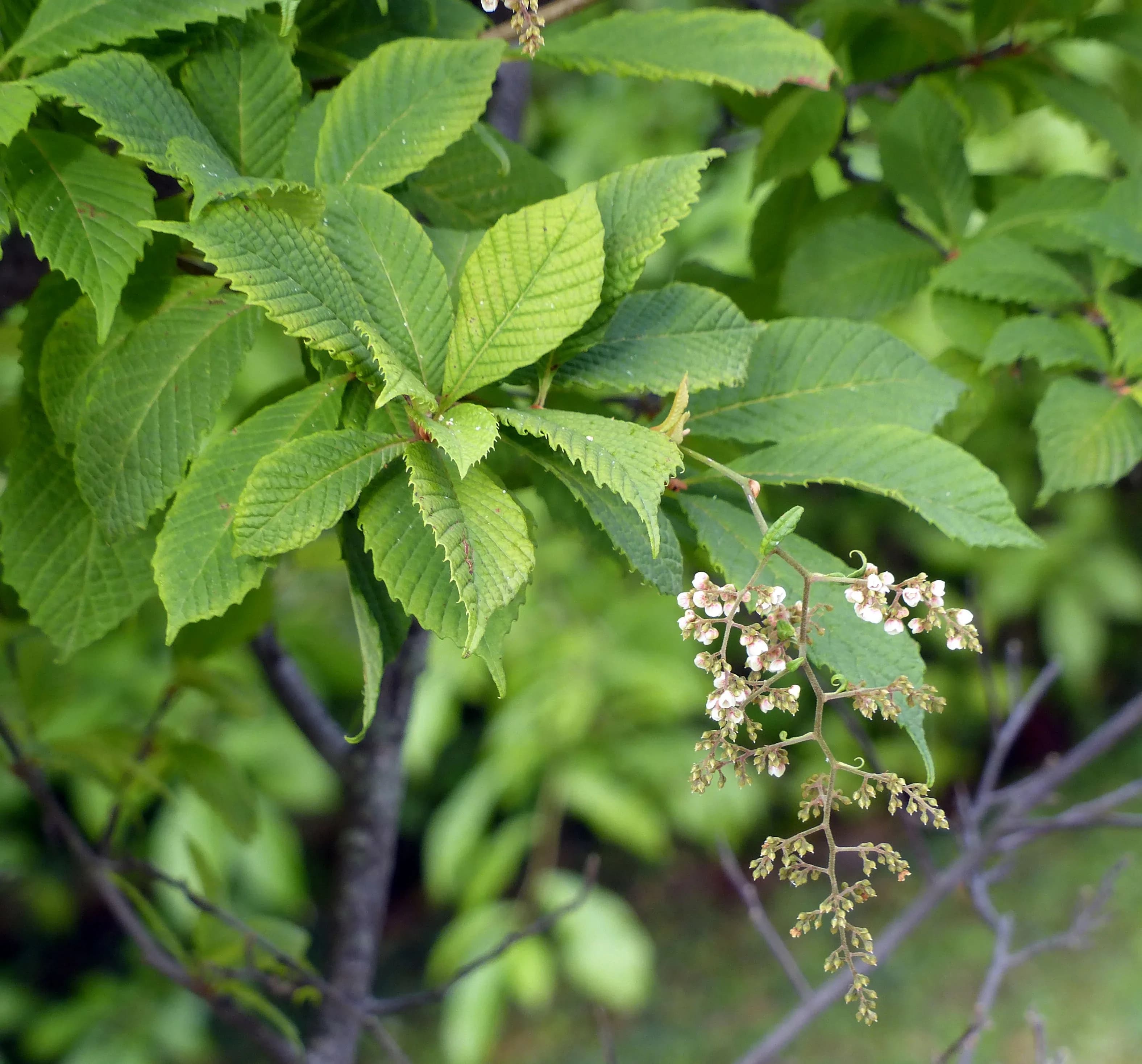 Meliosma