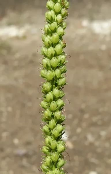 Veronica spicata ‘Rotfuchs’